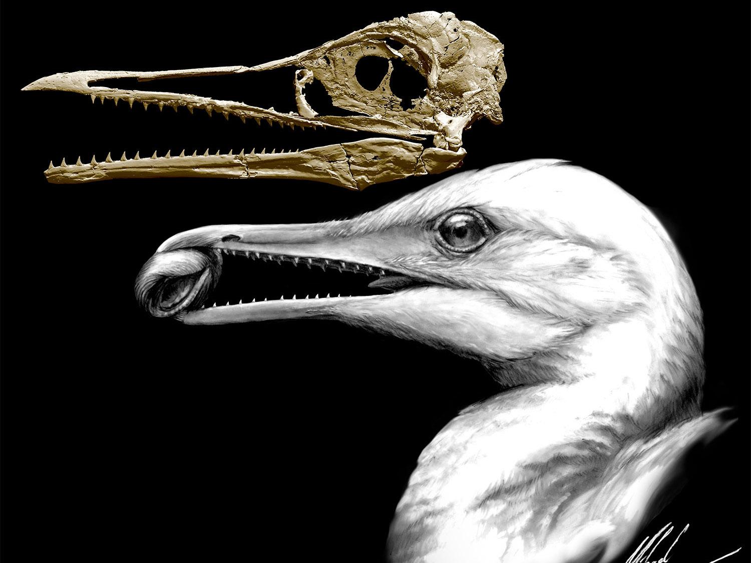 Ichthyornis dispar had a beak full of teeth