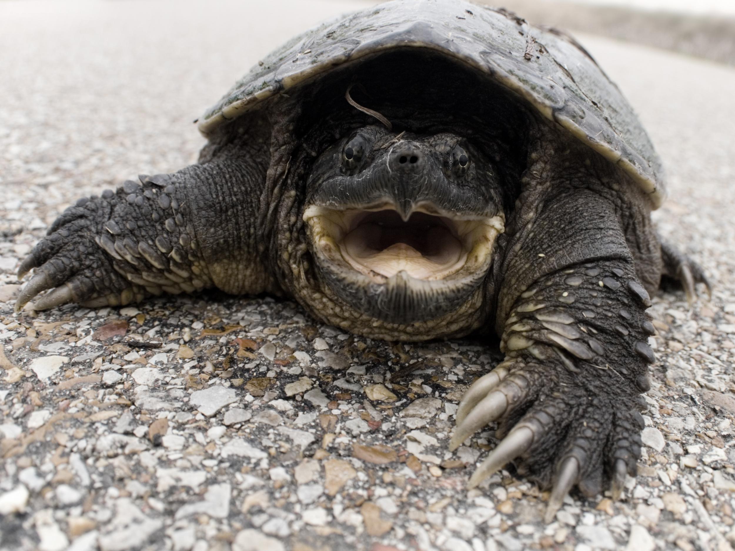 A new study has revealed the sex ratio of snapping turtles hatching in Virginia is skewed towards males