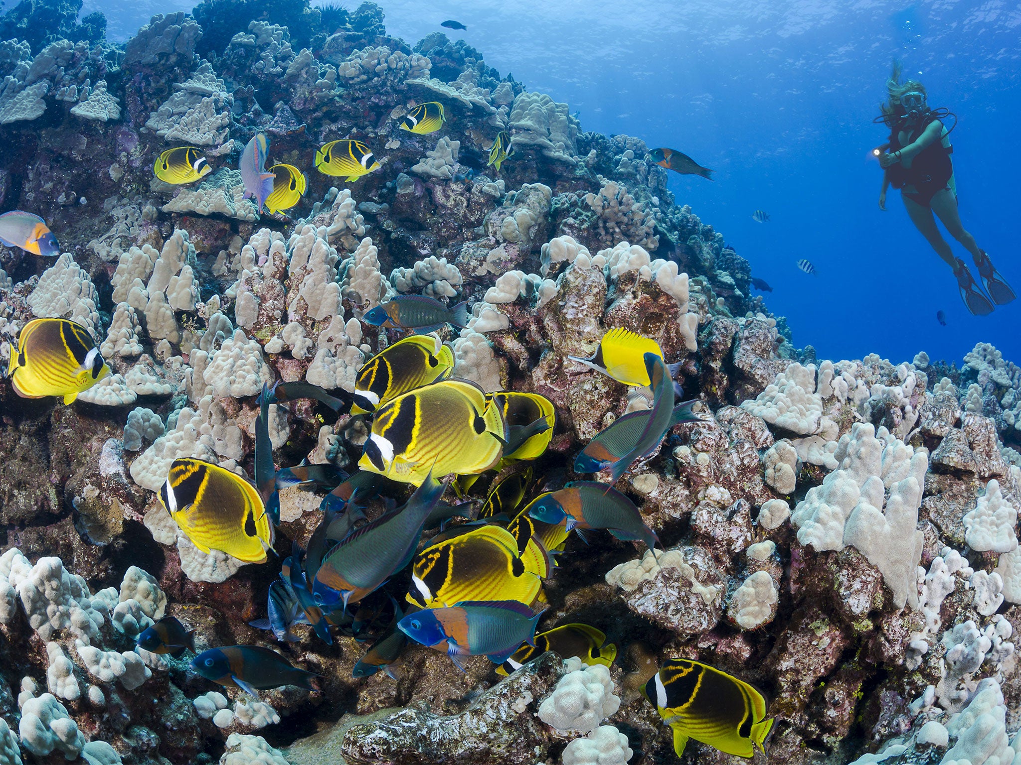 Hawaii looks likely to ban sunscreen products thought to harm coral