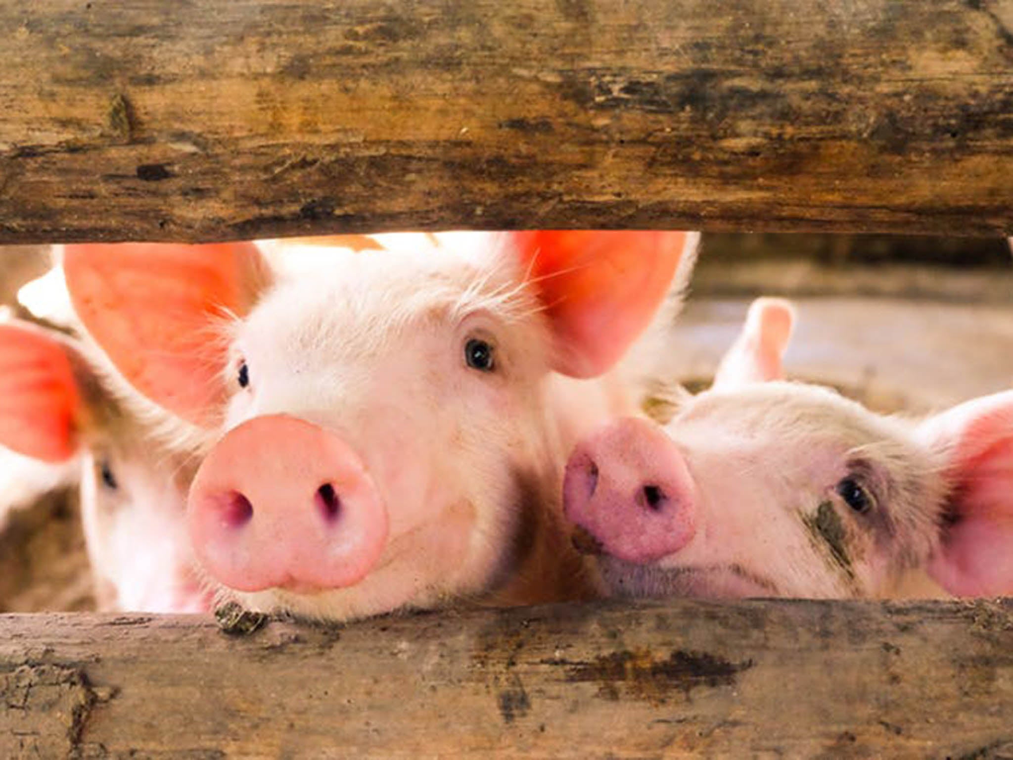 Cute idea: researchers have managed to bring pig brains back to ‘life’ for up to 36 hours