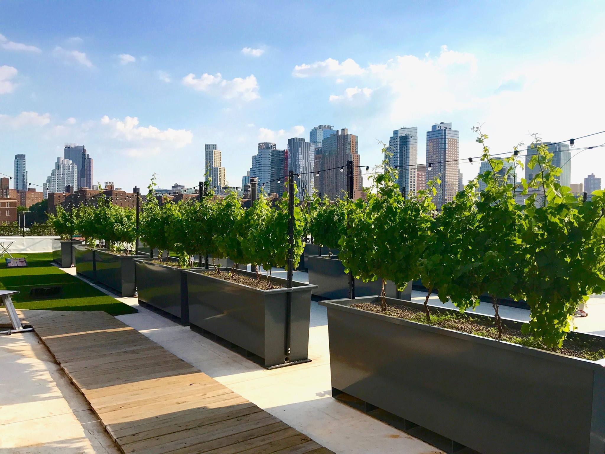 Rooftop Reds has its own rooftop vineyard