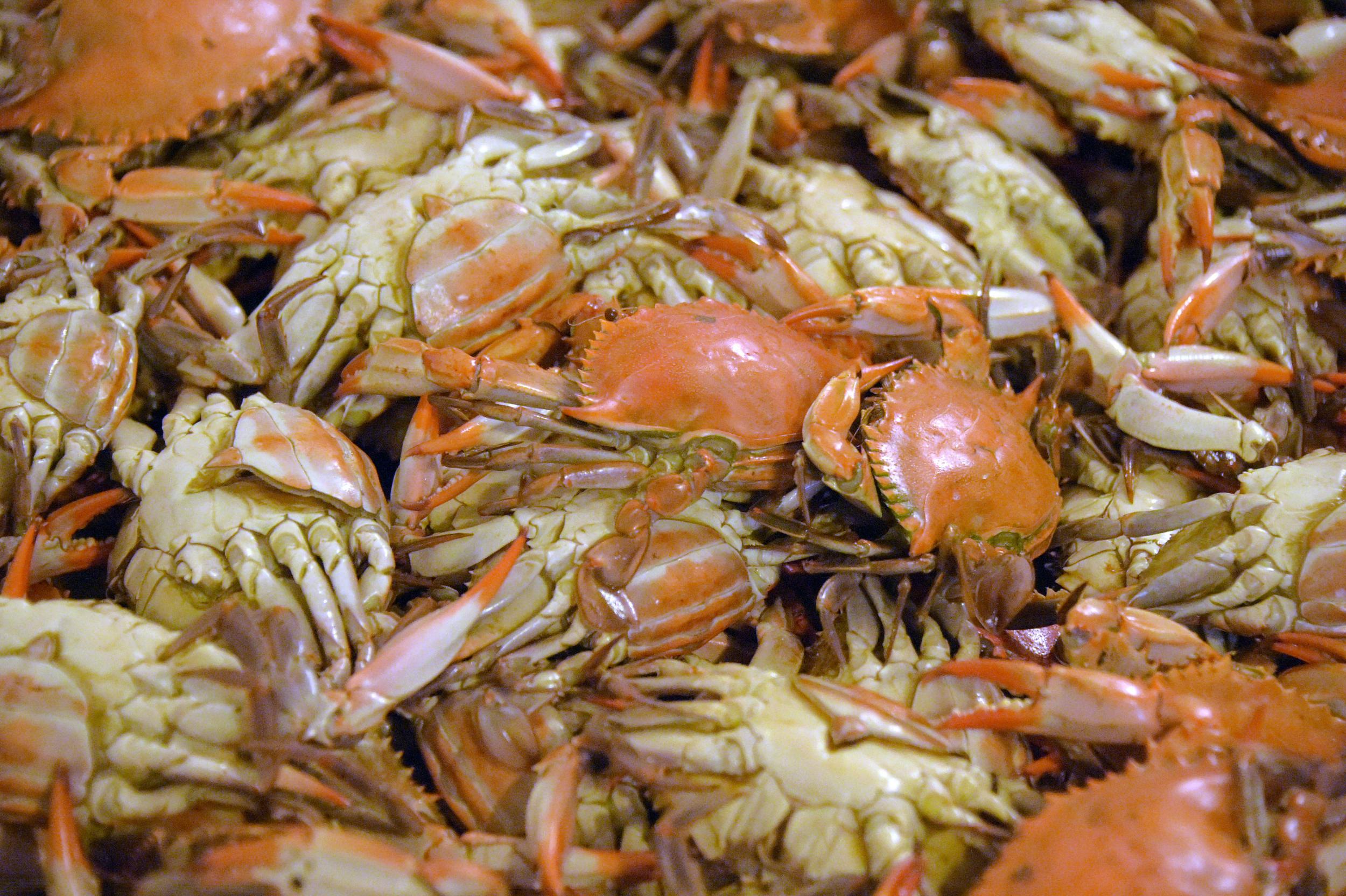 Around 40 per cent of Eastern Shore’s plants do not have enough workers to pick crab meat