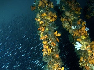 Deterioration of these sites is a major challenge faced by local, recreational and scientific diving operations