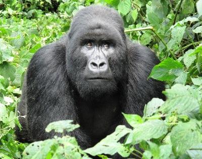 Tourism target: A silverback gorilla in Virunga National Park, eastern DRC