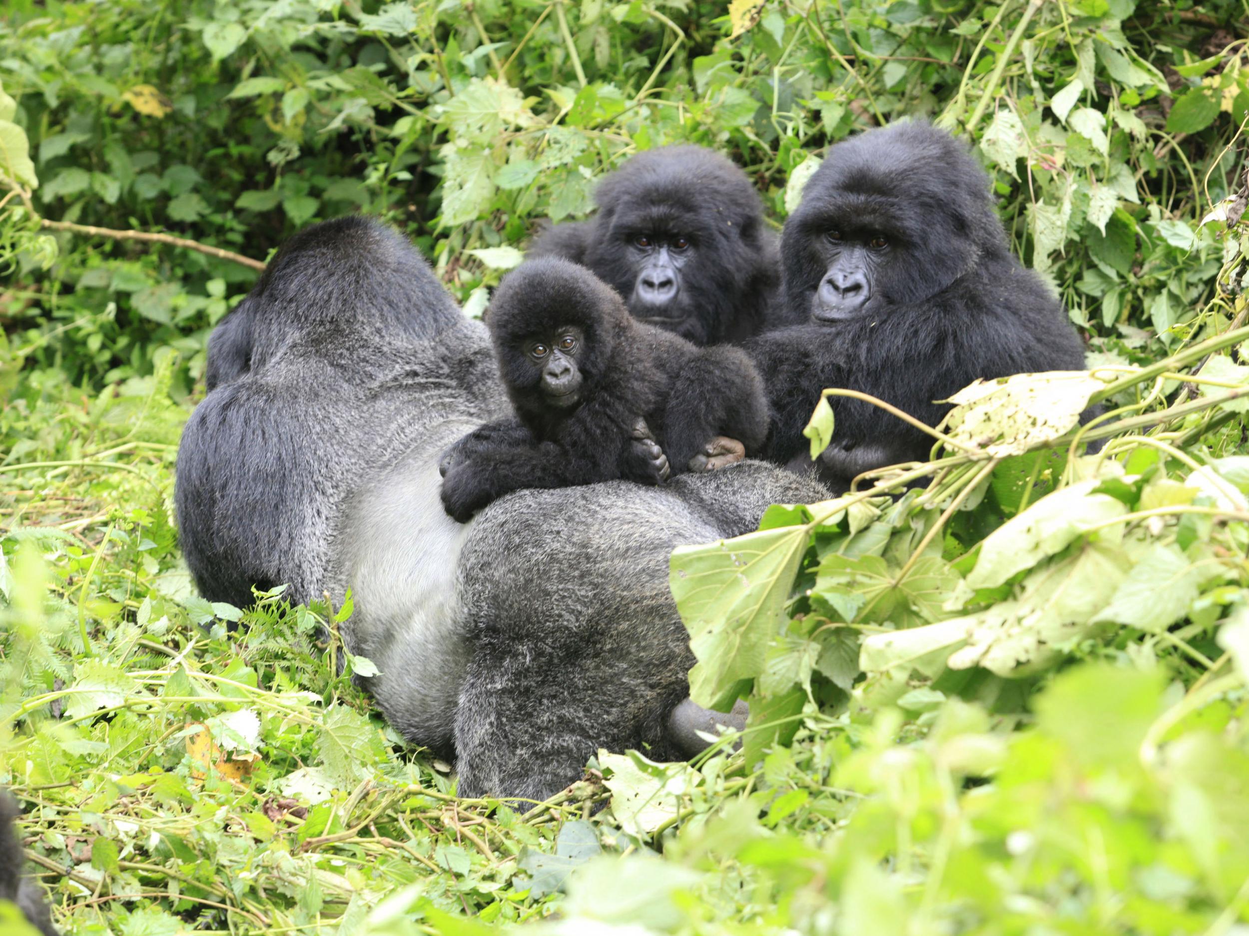 A band of mountain gorillas rest in a clearing in Virunga national park in the Democratic Republic of Congo