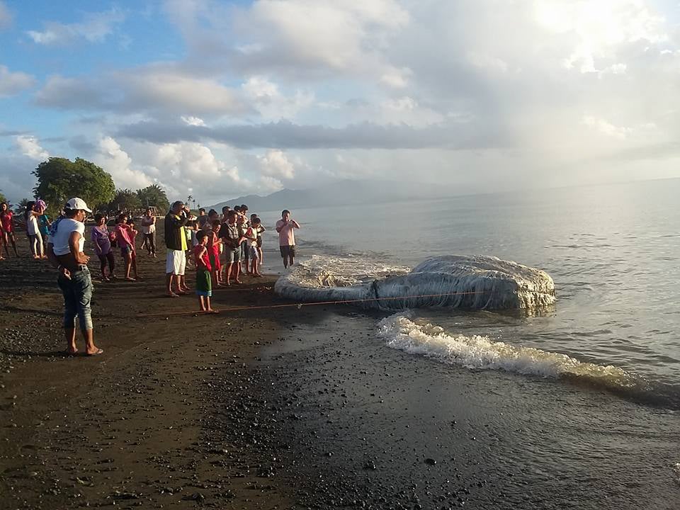 Residents flock to see the 'globster' sea creature in Oriental Mindoro province, Philippines,