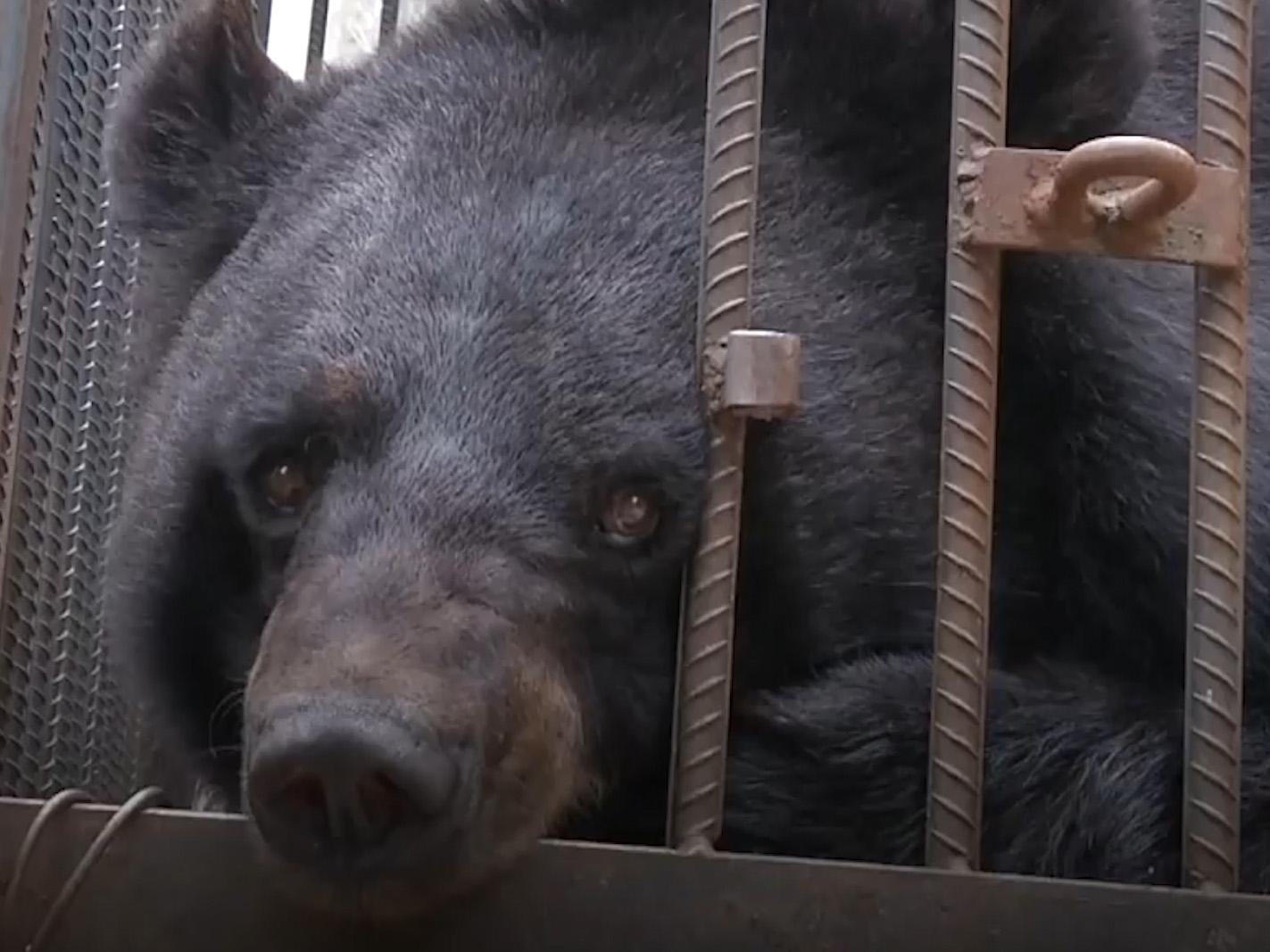 Asiatic Black Bear raised as a pet dog