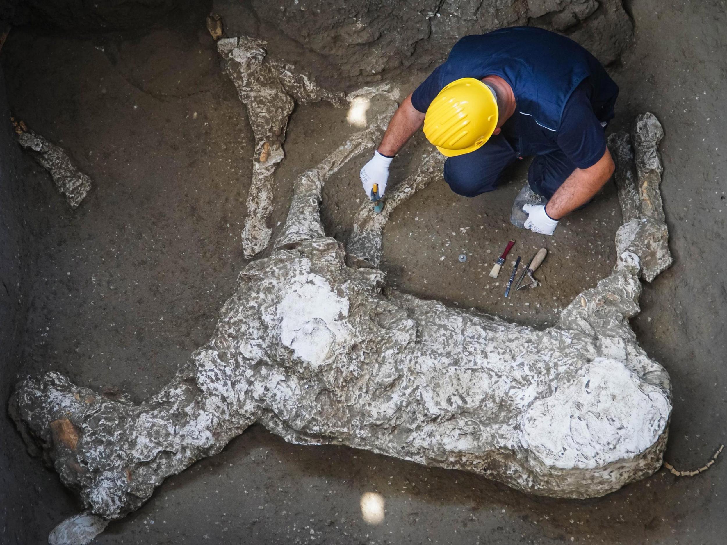 An expert works on the cast of a parade horse found during excavations at Pompeii