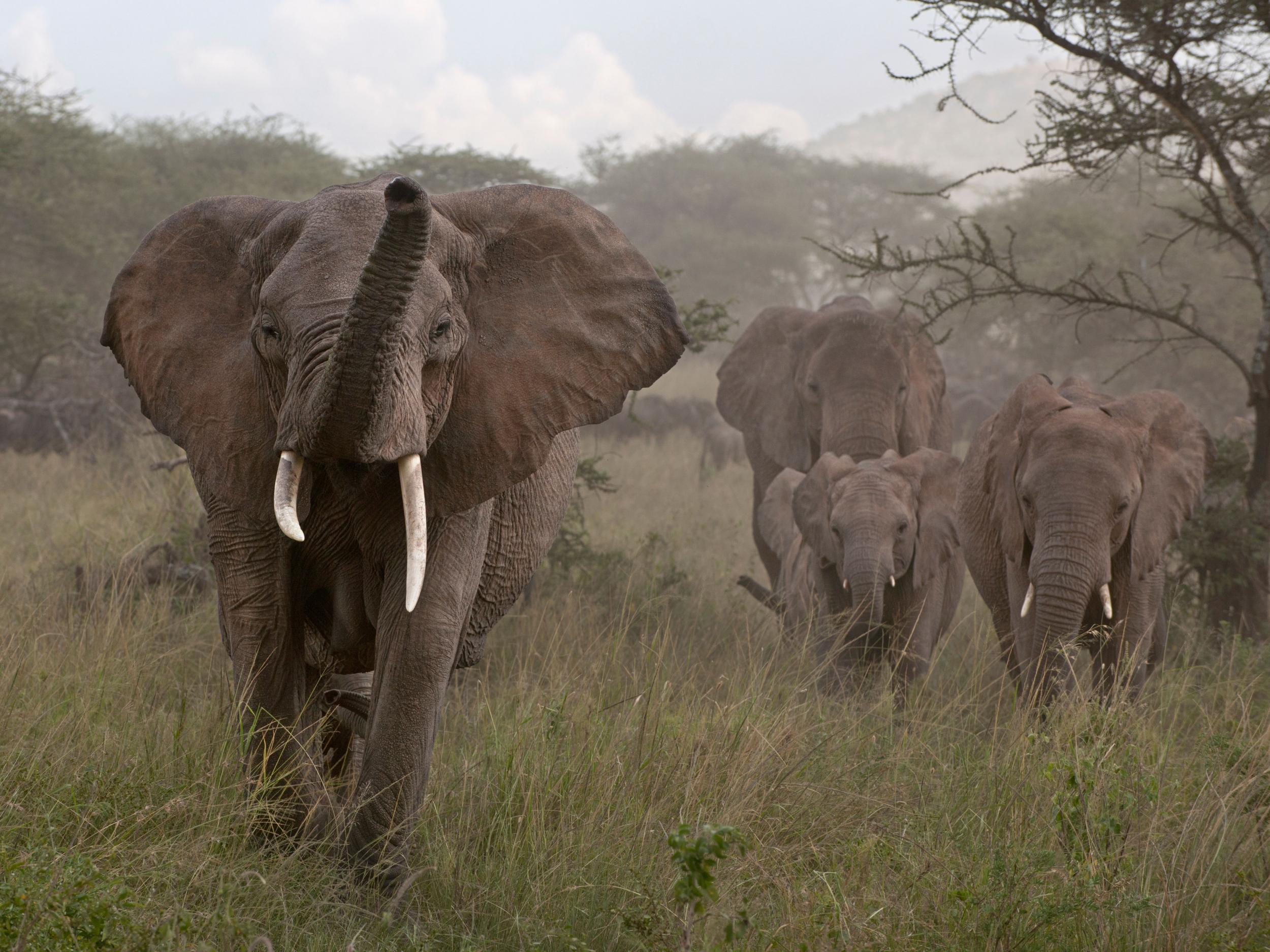 Investigators found hundreds of items from tusks on sale