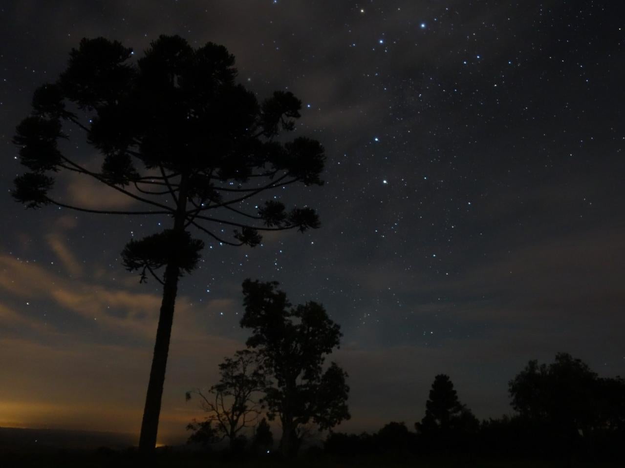 Monkey puzzle tree at night