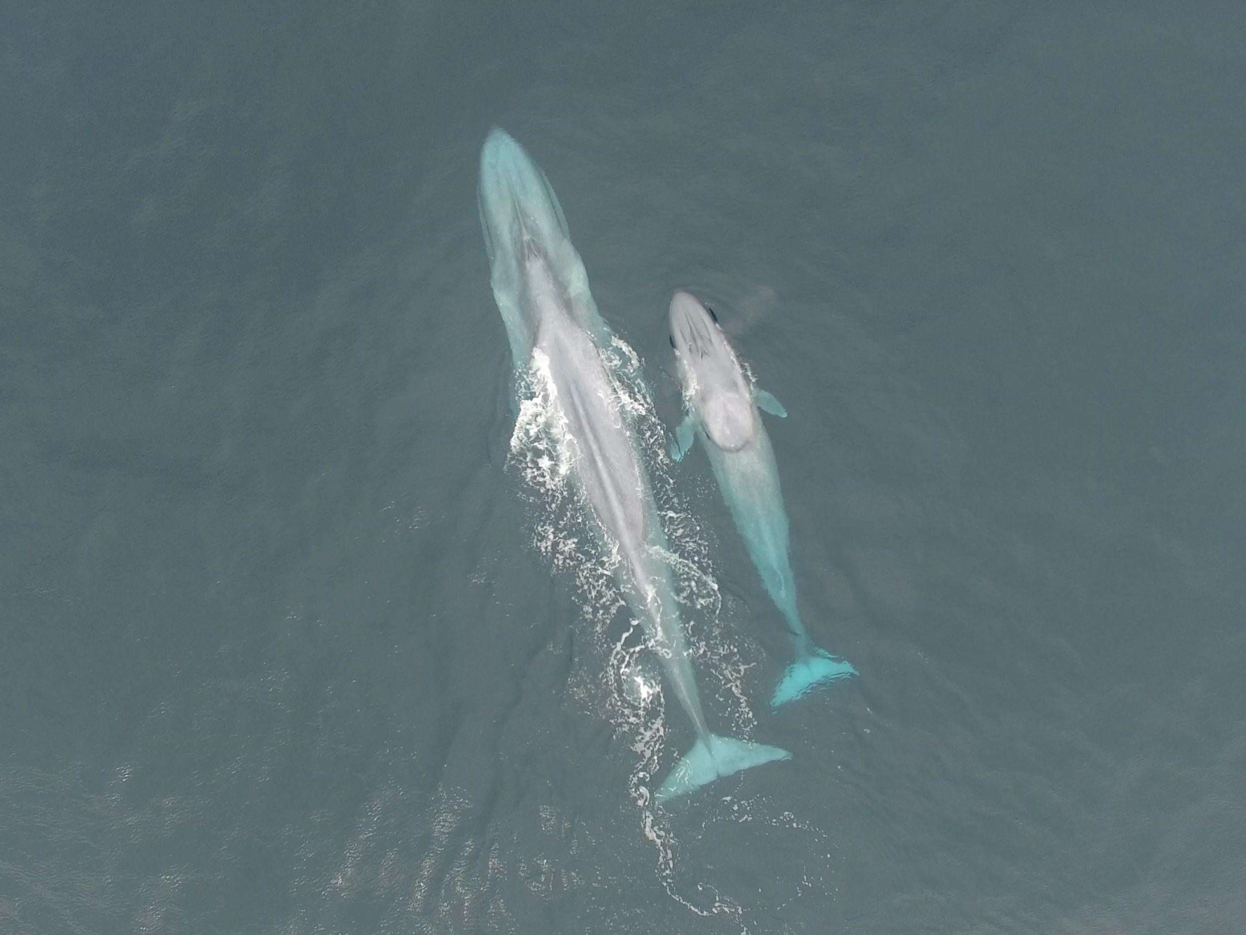 Blue whales are the largest animals ever to have lived on Earth