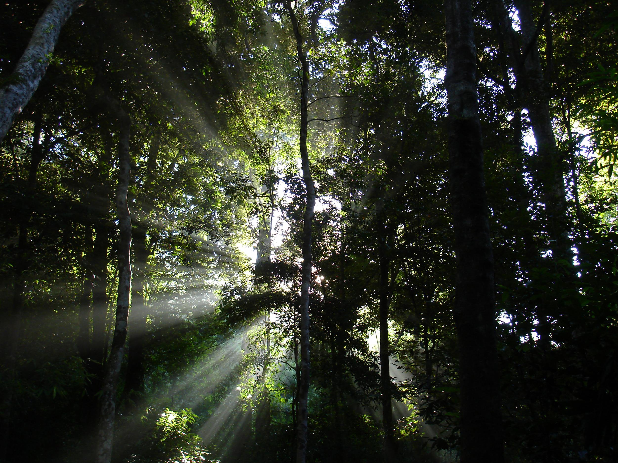 Keo Seima Wildlife Sanctuary in Cambodia was one of the parks highlighted as having largely escaped human pressures