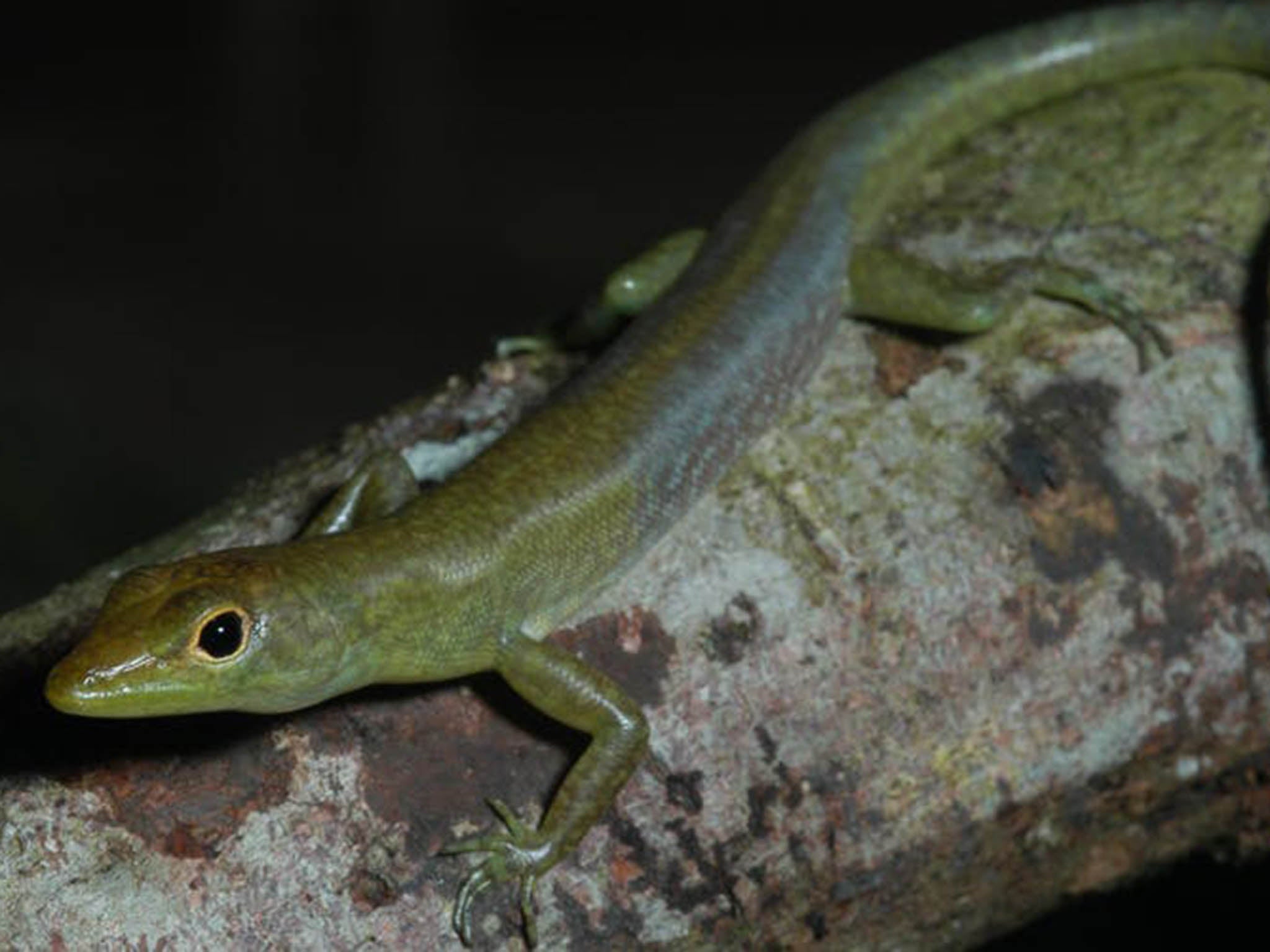 Biliverdin turns the lizards’ bones, tongues and muscles green too