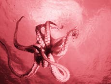 Are octopuses aliens from outer space?