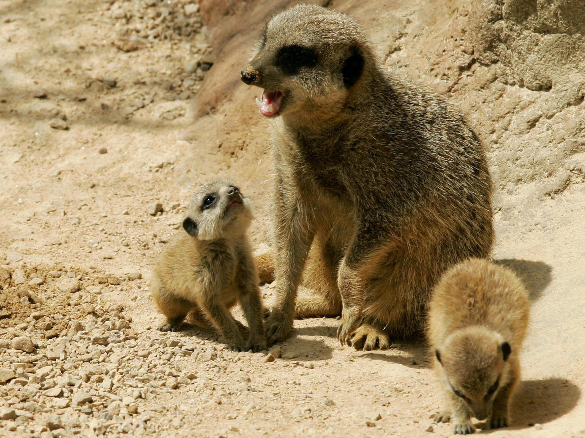 A mother meerkat with her newborn babies. Zara is thought to have bitten the boy to protect her family.