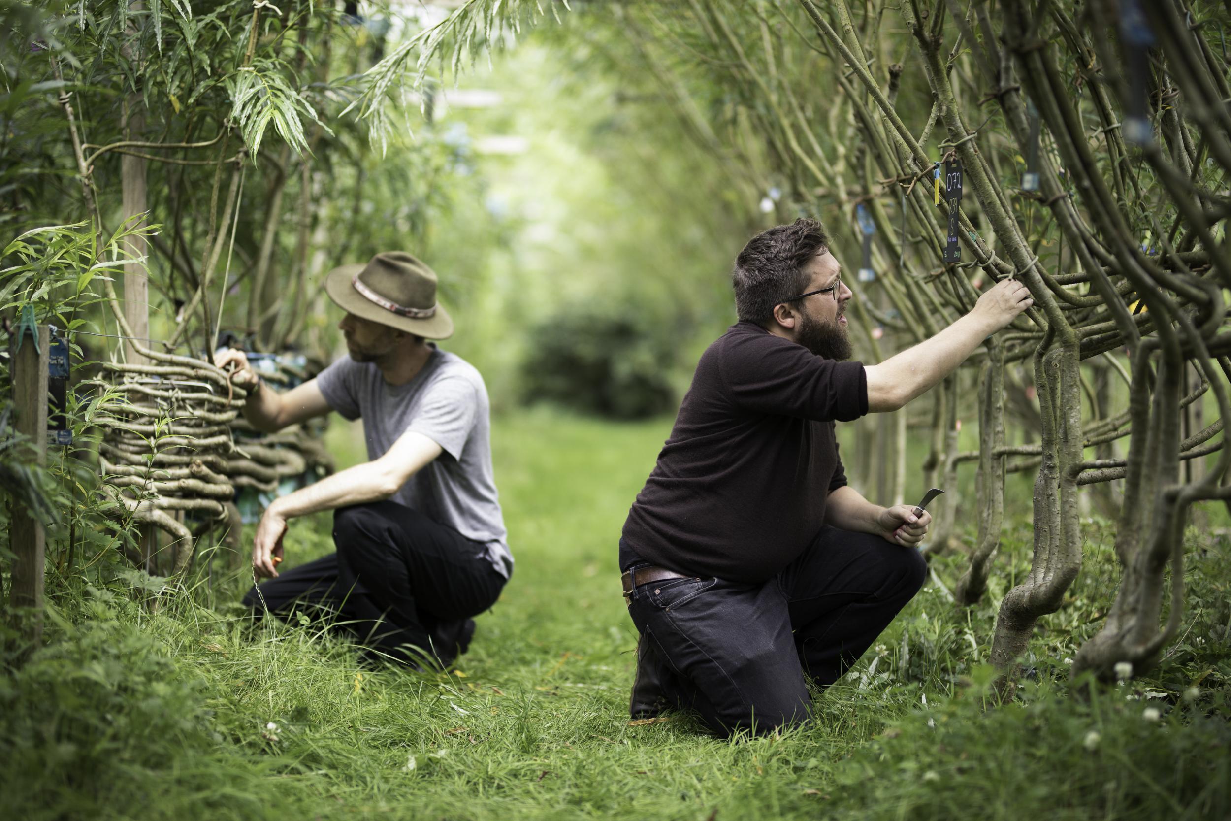 Full Grown produce extraordinary living furniture through tree shaping