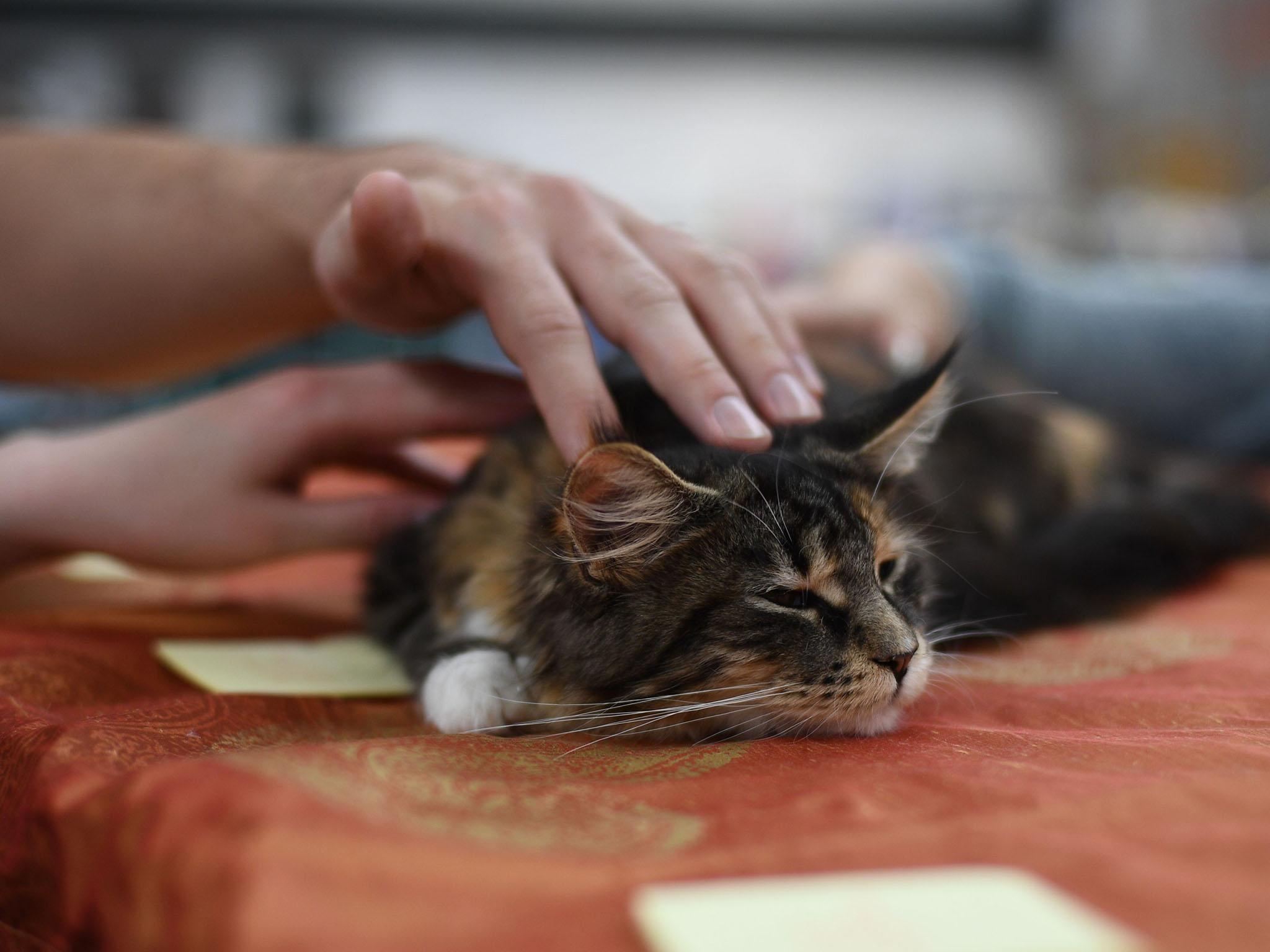 A person pets a cat at the International Cat Show in Warsaw, Poland, 06 May 2018  Jacek Turczyk/EPA-EFE/REX