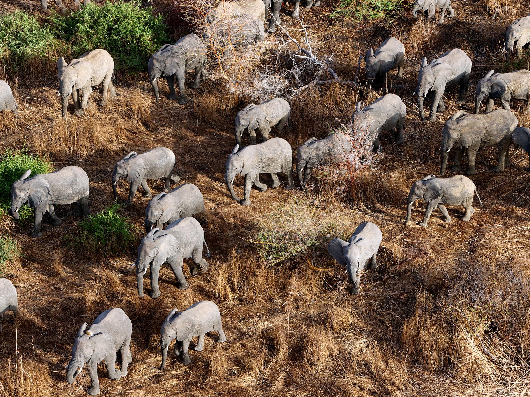 Made up of more than 500 animals, the Zakouma herd is one of the largest surviving in Central Africa