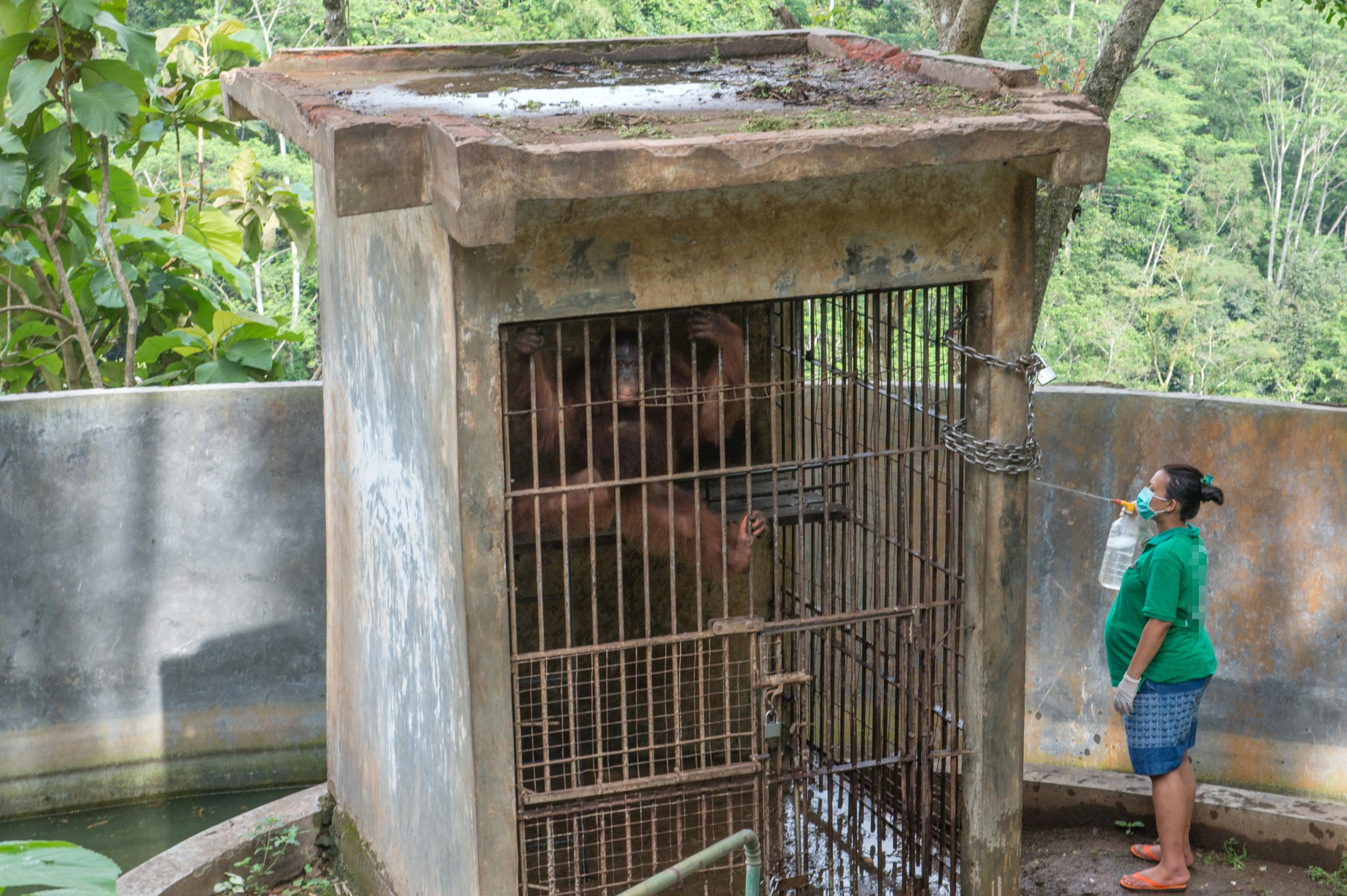 An orangutan appears frustrated by his cage