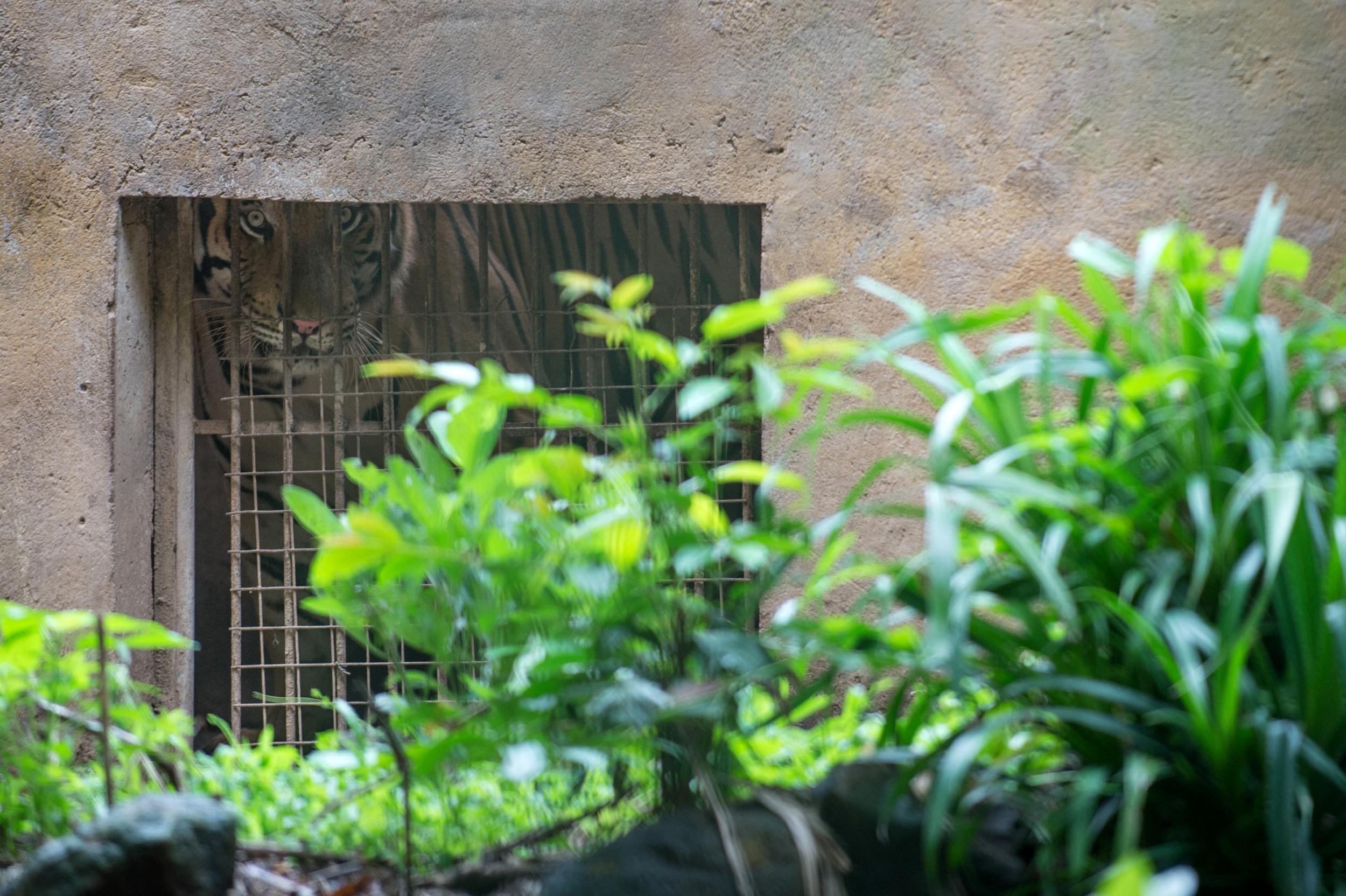 Tigers housed in a small concrete enclosure