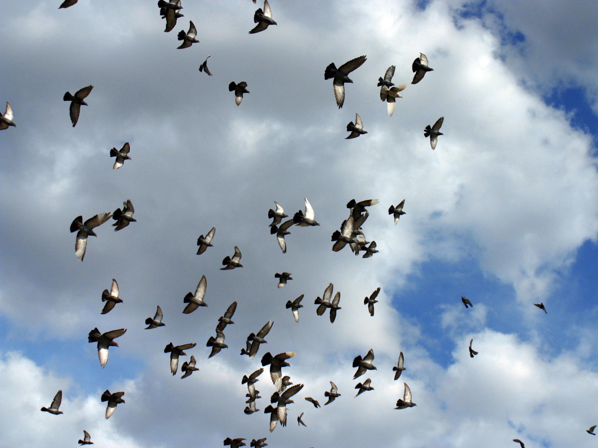 'Culture, life experience and other things can make people very different but in terms of basic biology, we're like the birds'