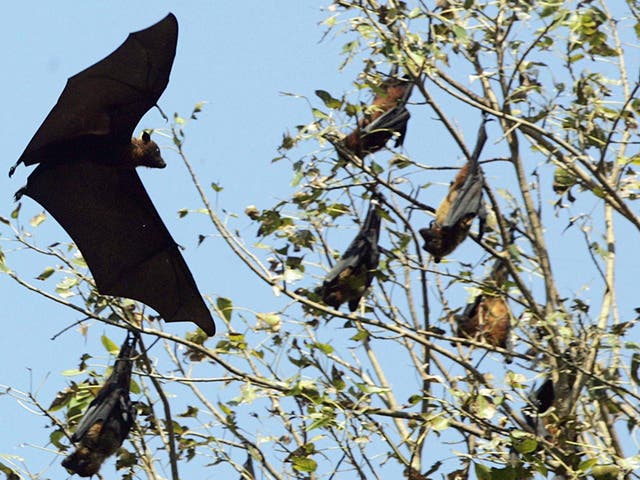 <p>File: The Nipah virus was first discovered in 1998 and is commonly carried by fruit bats</p>