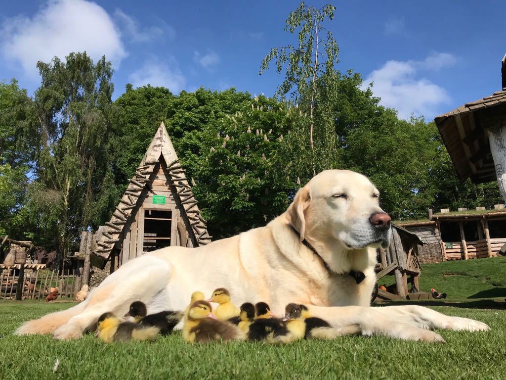 When Fred goes swimming, the ducklings follow his lead