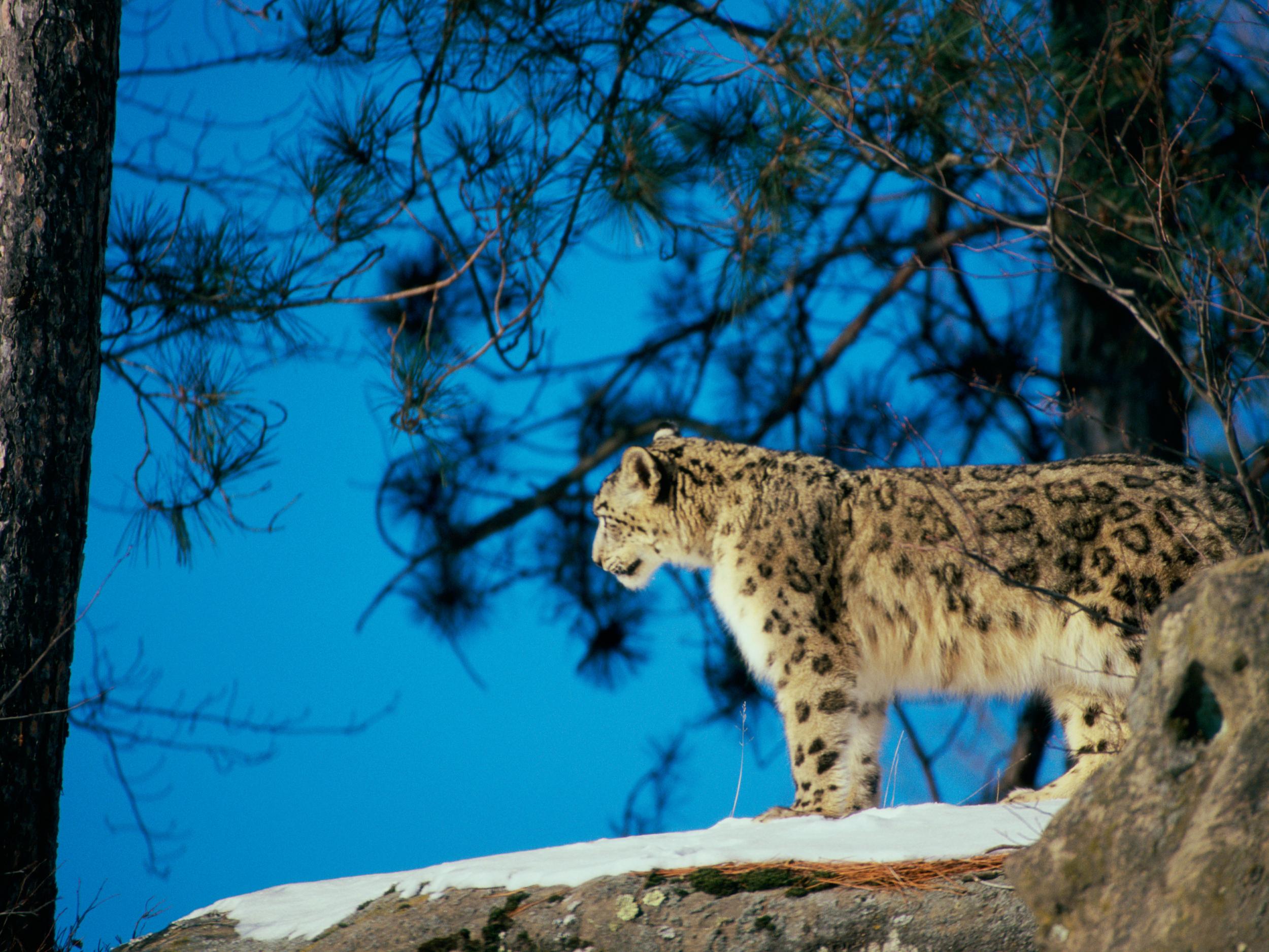 Human development and climate change have created areas where snow leopards are thinly dispersed