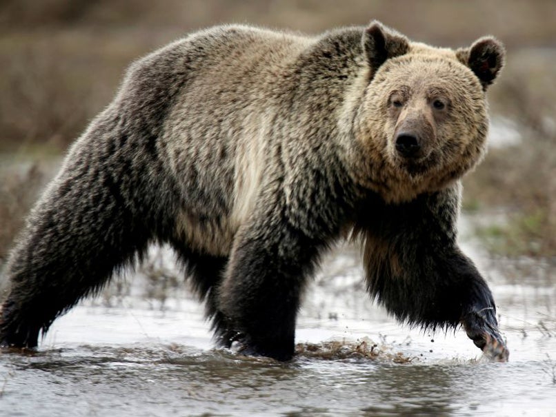 The proposal to scrap the 2015 restrictions would give Alaskan state wildlife managers the discretion to decide what kinds of bear-hunting methods are permitted across 20 million acres of national preserve lands