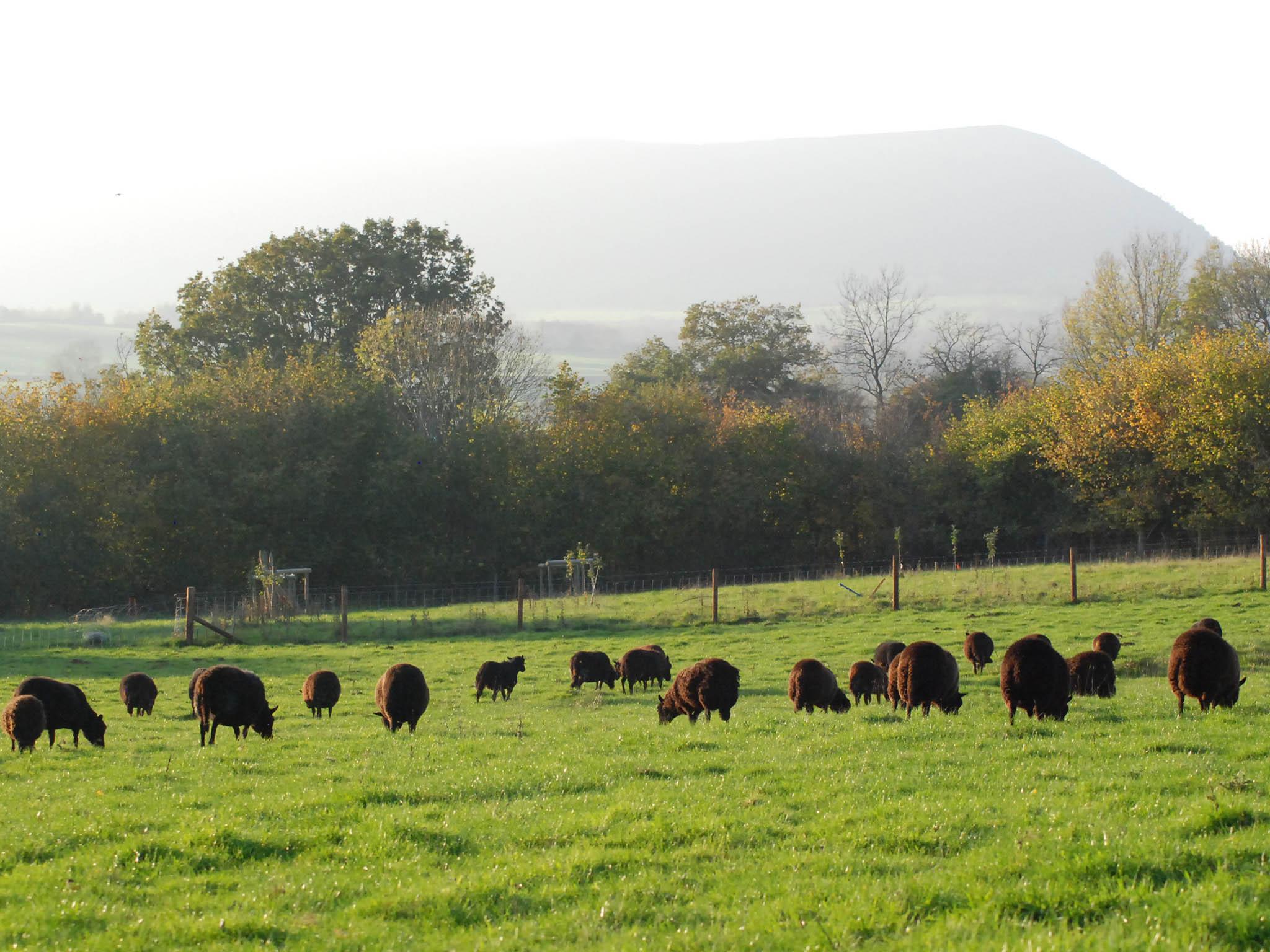 What started off as just six is now a 350-strong flock that supplies to Michelin-star restaurants around the UK