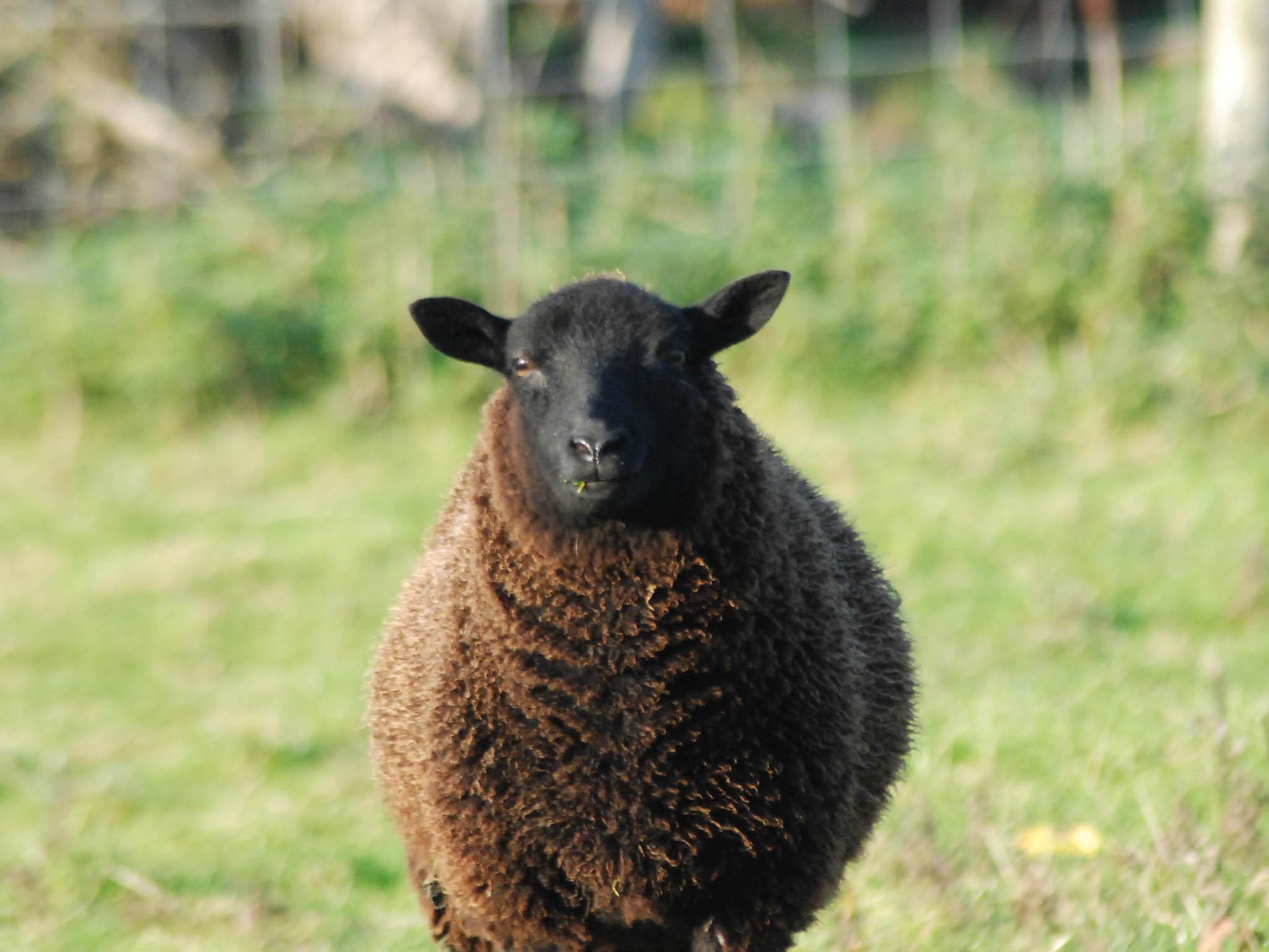 The smaller black Welsh lamb cutlets are popular in Italy and Spain, but Brits tend to think bigger is better