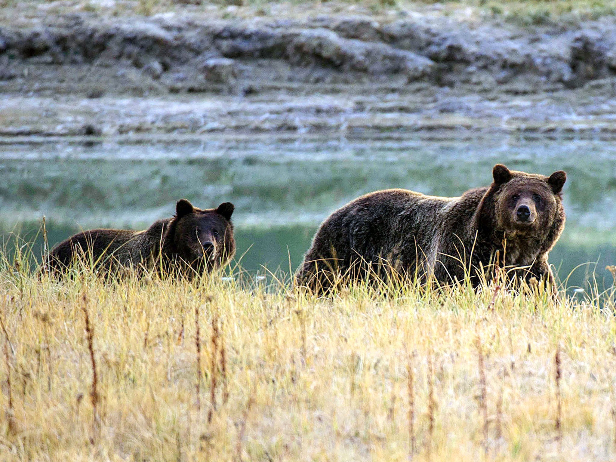 A Grizzly bear mother and her cub walk near Pelican Creek in the Yellowstone National Park in Wyoming