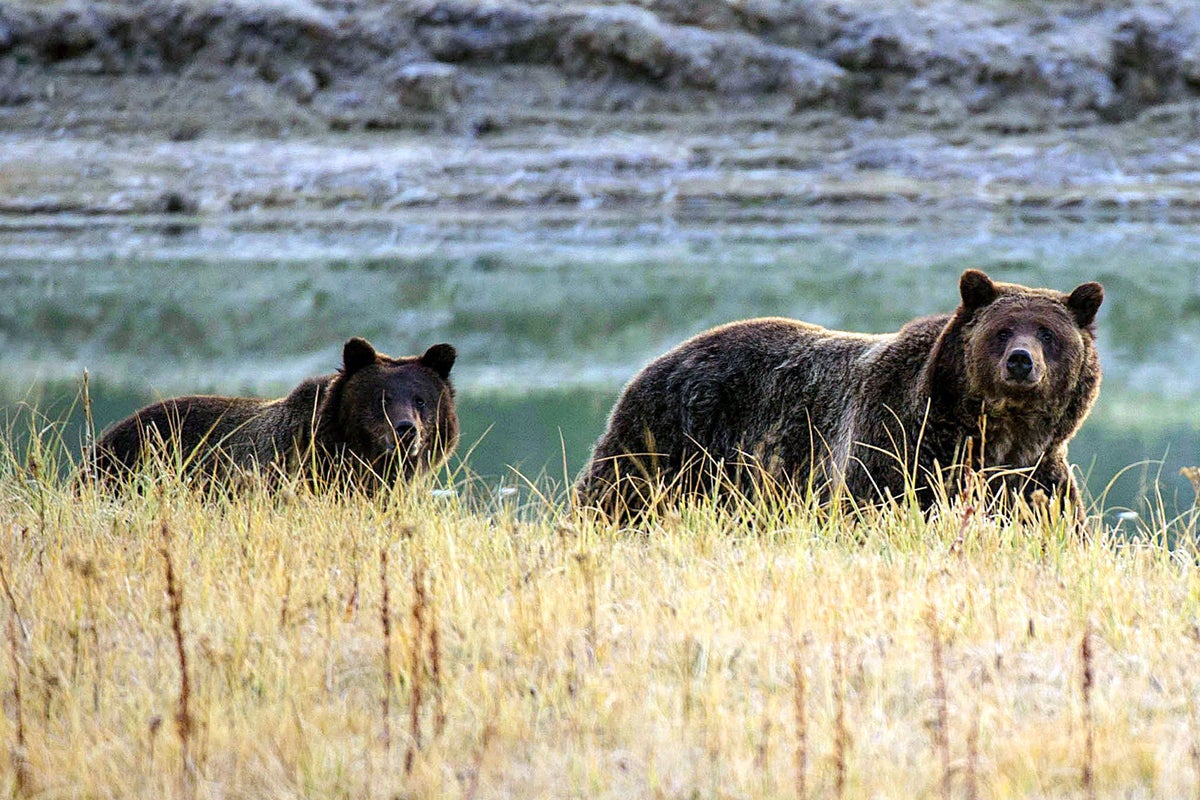 Two Hikers Injured In Bear Attack At Yellowstone National Park
