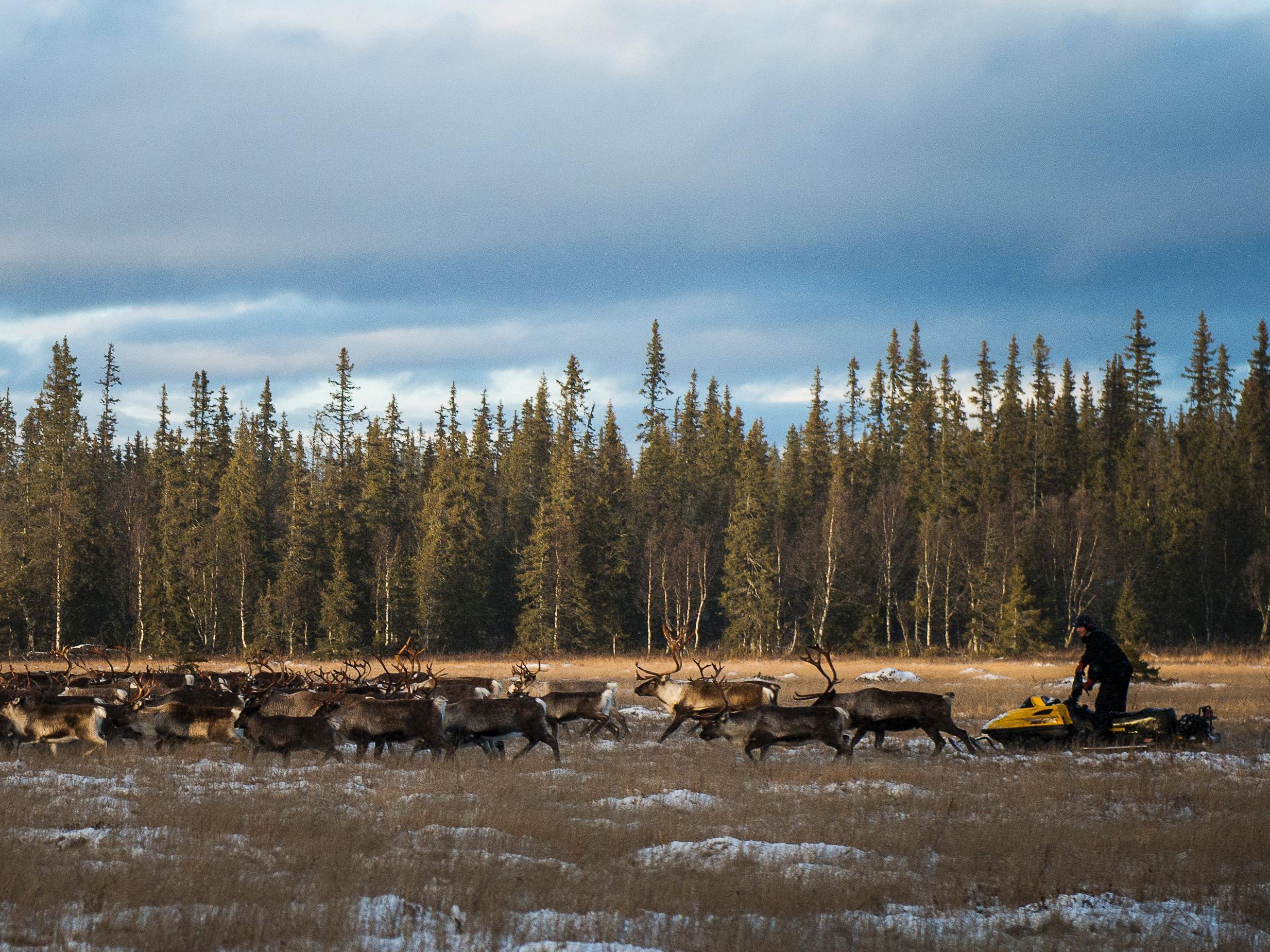 Representatives from the Sami people of Sweden are part of the group taking legal action against the EU, as their traditional reindeer herding culture is threatened by climate change