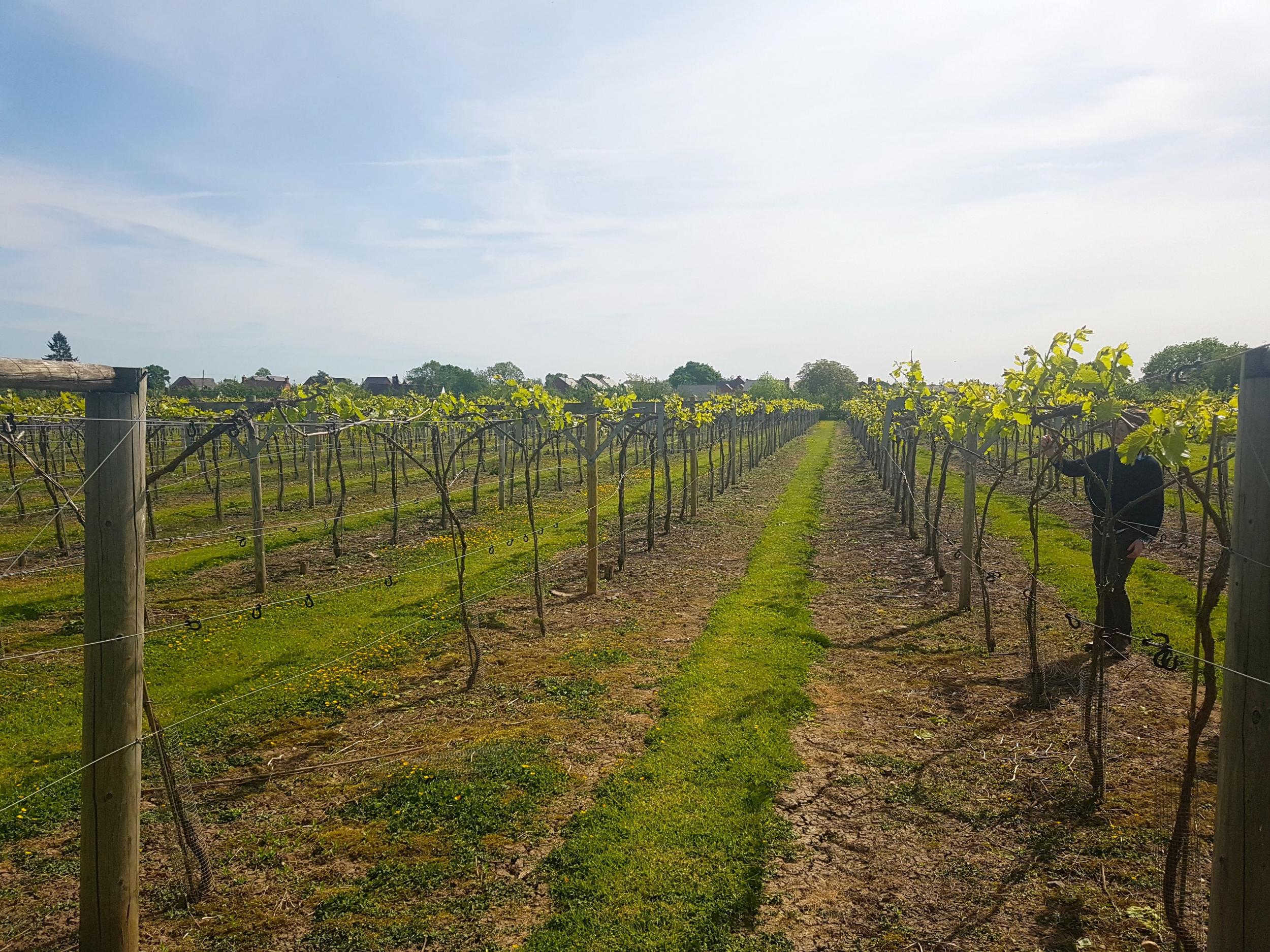 There are many challenges to growing grapes in England