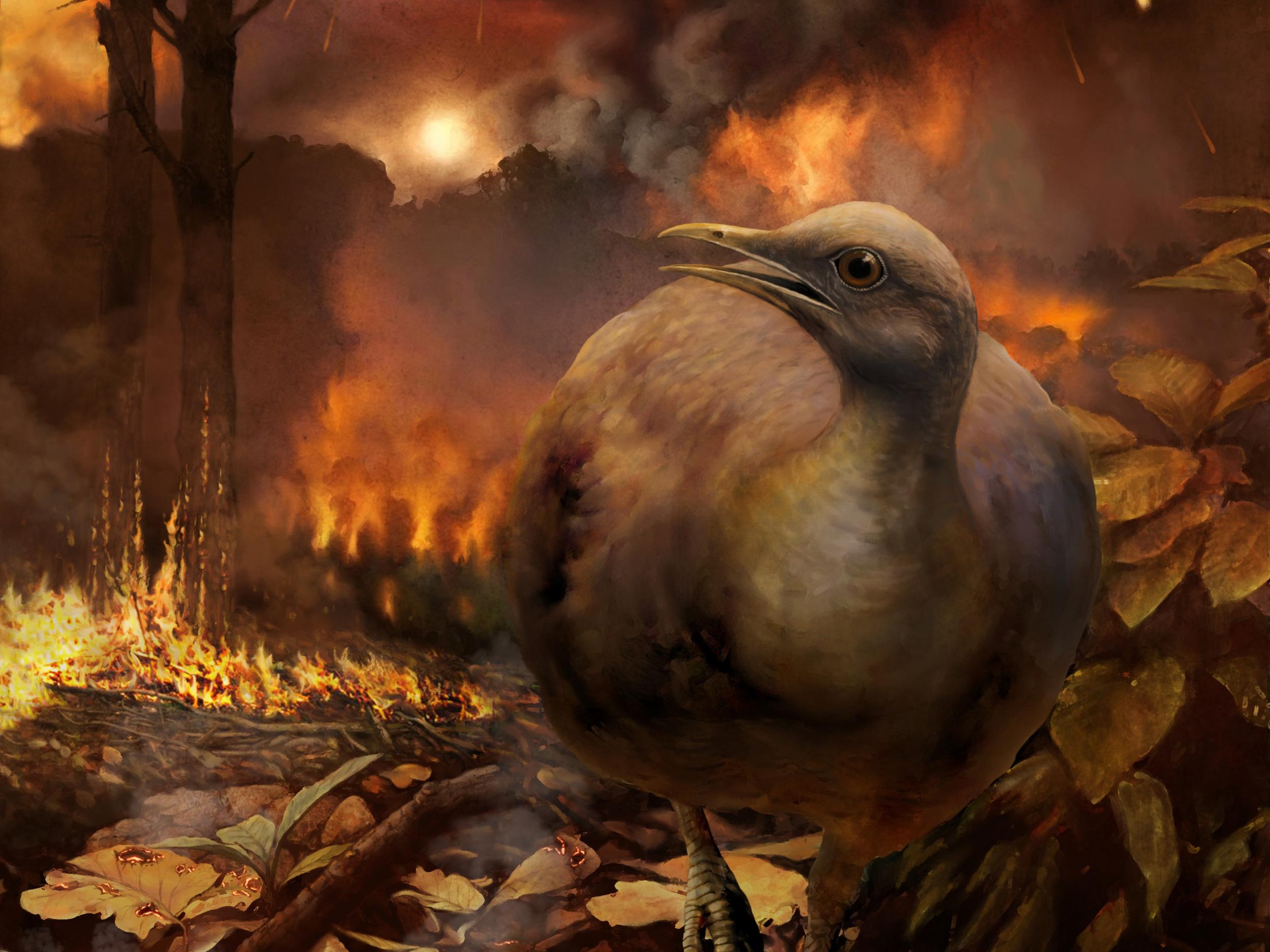 Flightless birds were the only type that survived mass wildfires, scientists believe