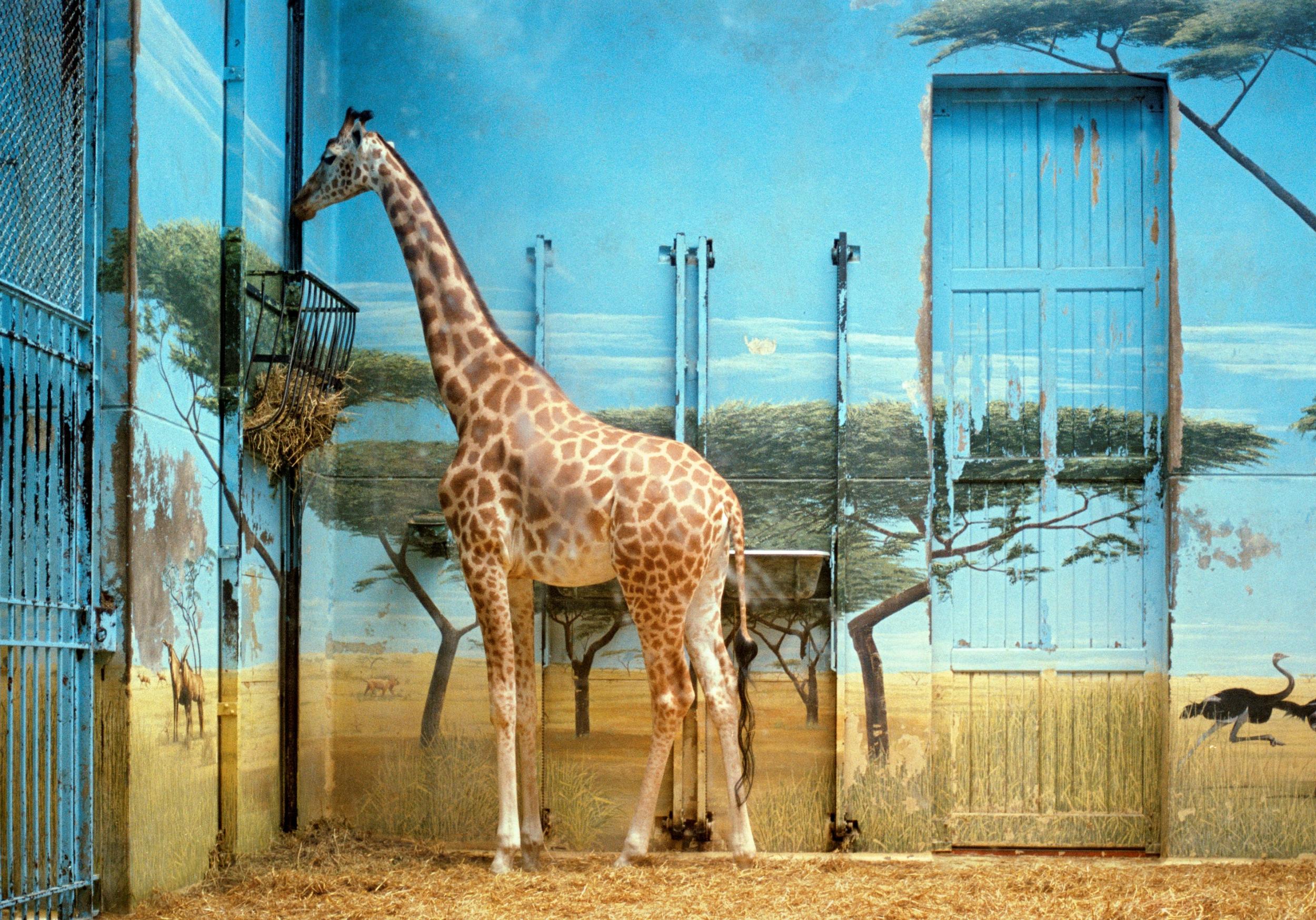 Candida Hofer’s photographs, such as ‘Zoologischer Garten Paris II’ (1997), reflect a heartbreaking ennui in once-wild animals captured for our benefit