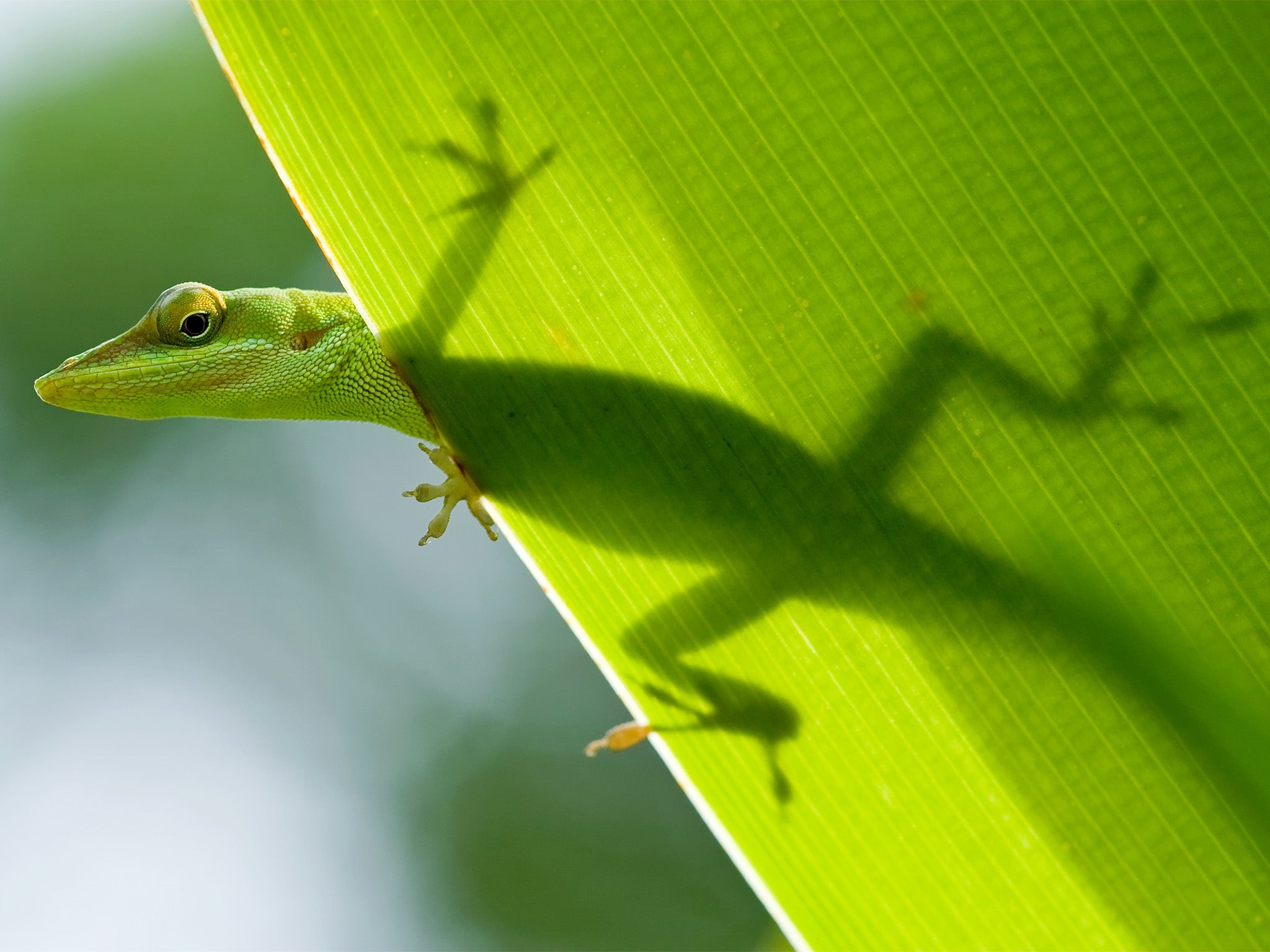 Geckos are among the beasts on show at Plantasia