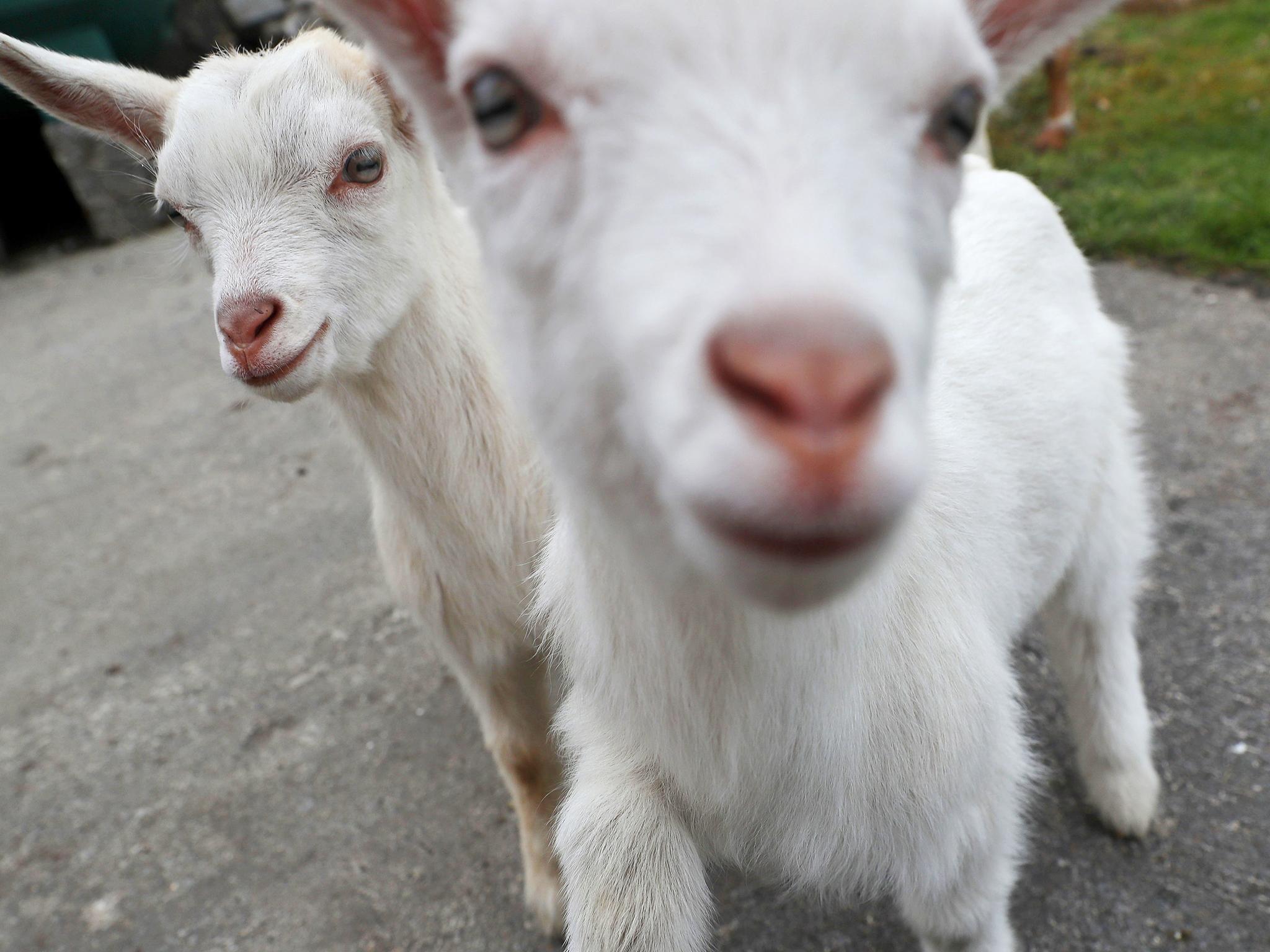 Twin goats called 'This' (right) and 'That' born earlier this year in County Mayo, Ireland.