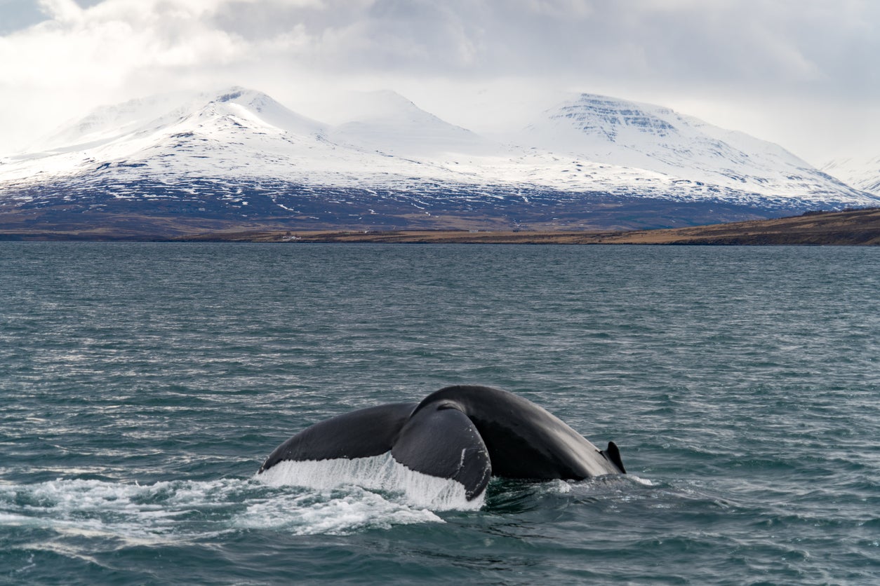 Whale watching is a popular activity