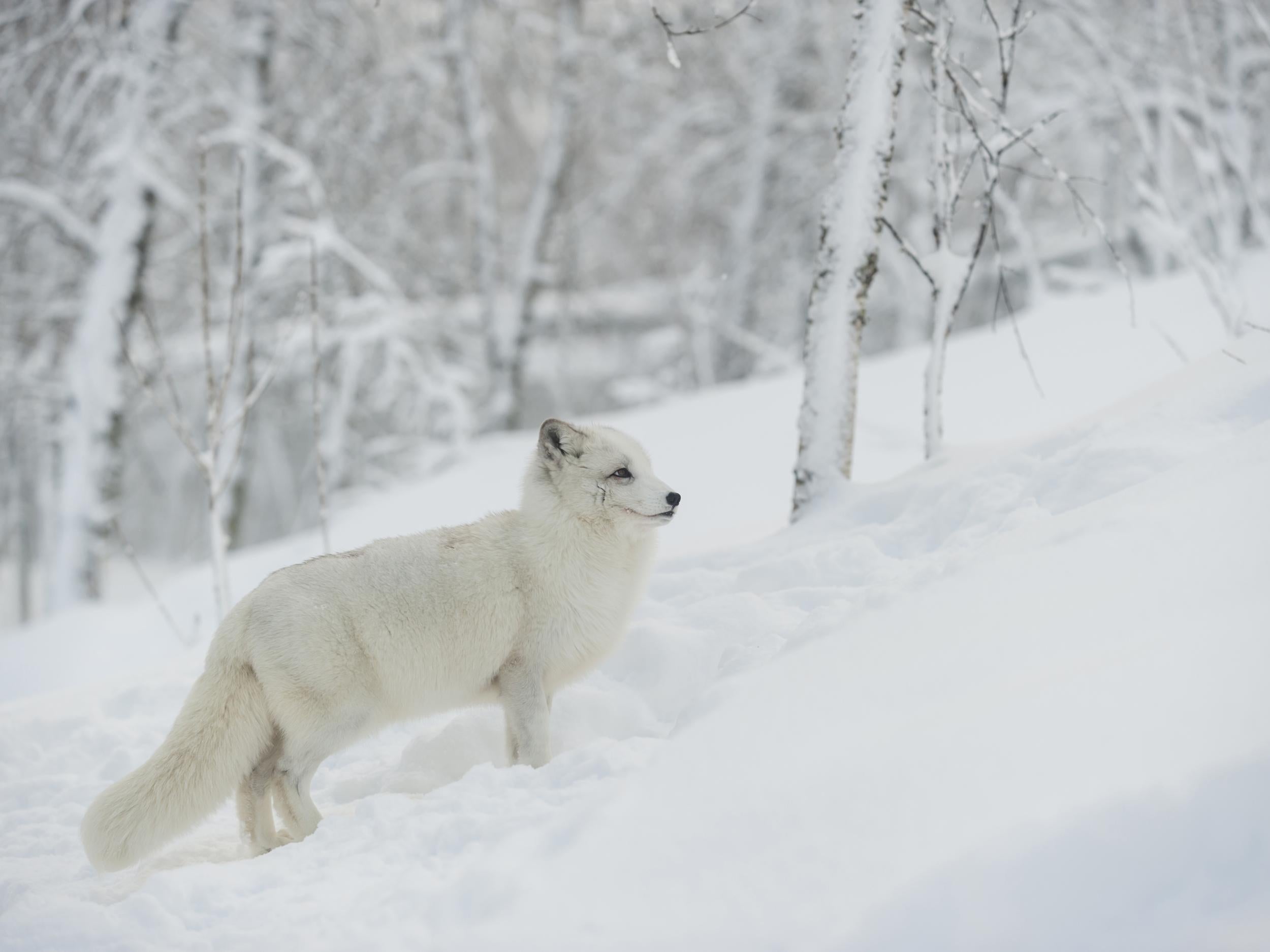 Arctic foxes turn brown and grey for the summer