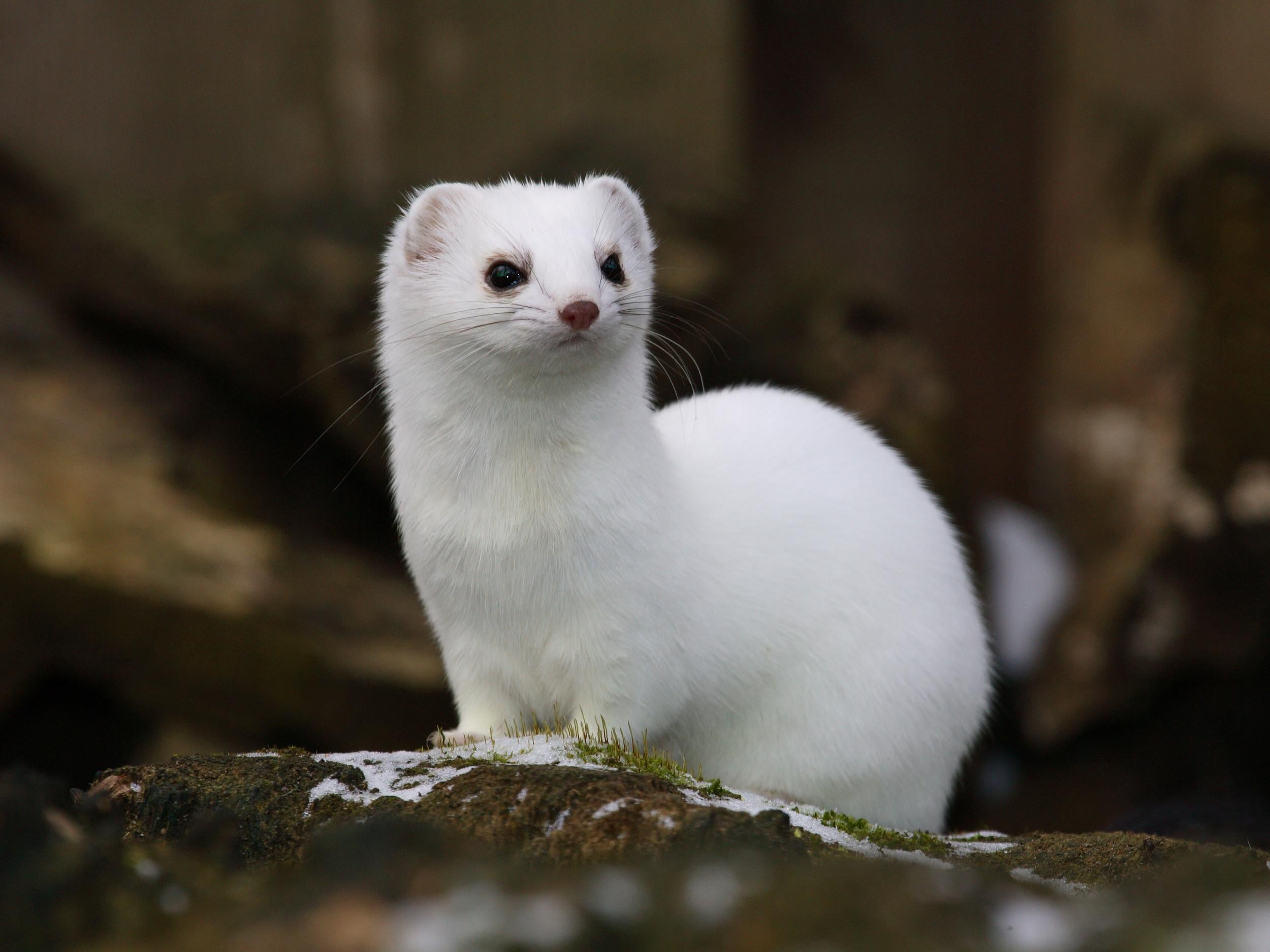 In Białowieża forest, two subspecies of weasel, one that wears white in winter and one that does not, compete for similar resources