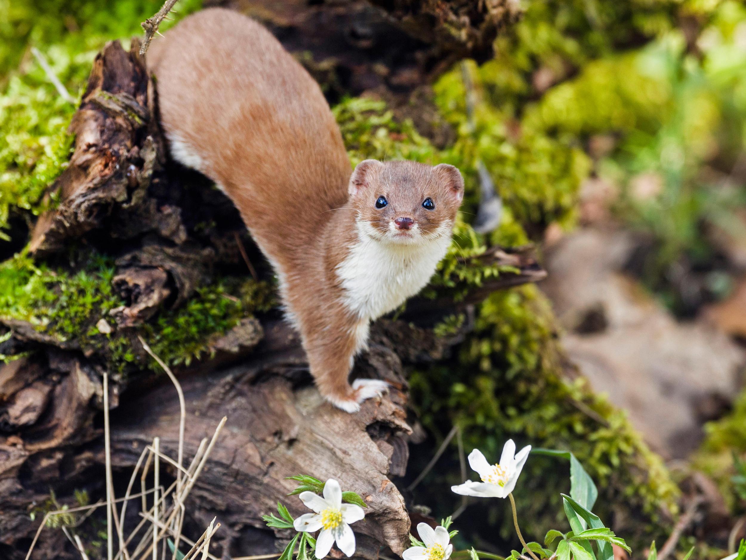 Mustela nivalis nicely camouflaged in a brown summer coat