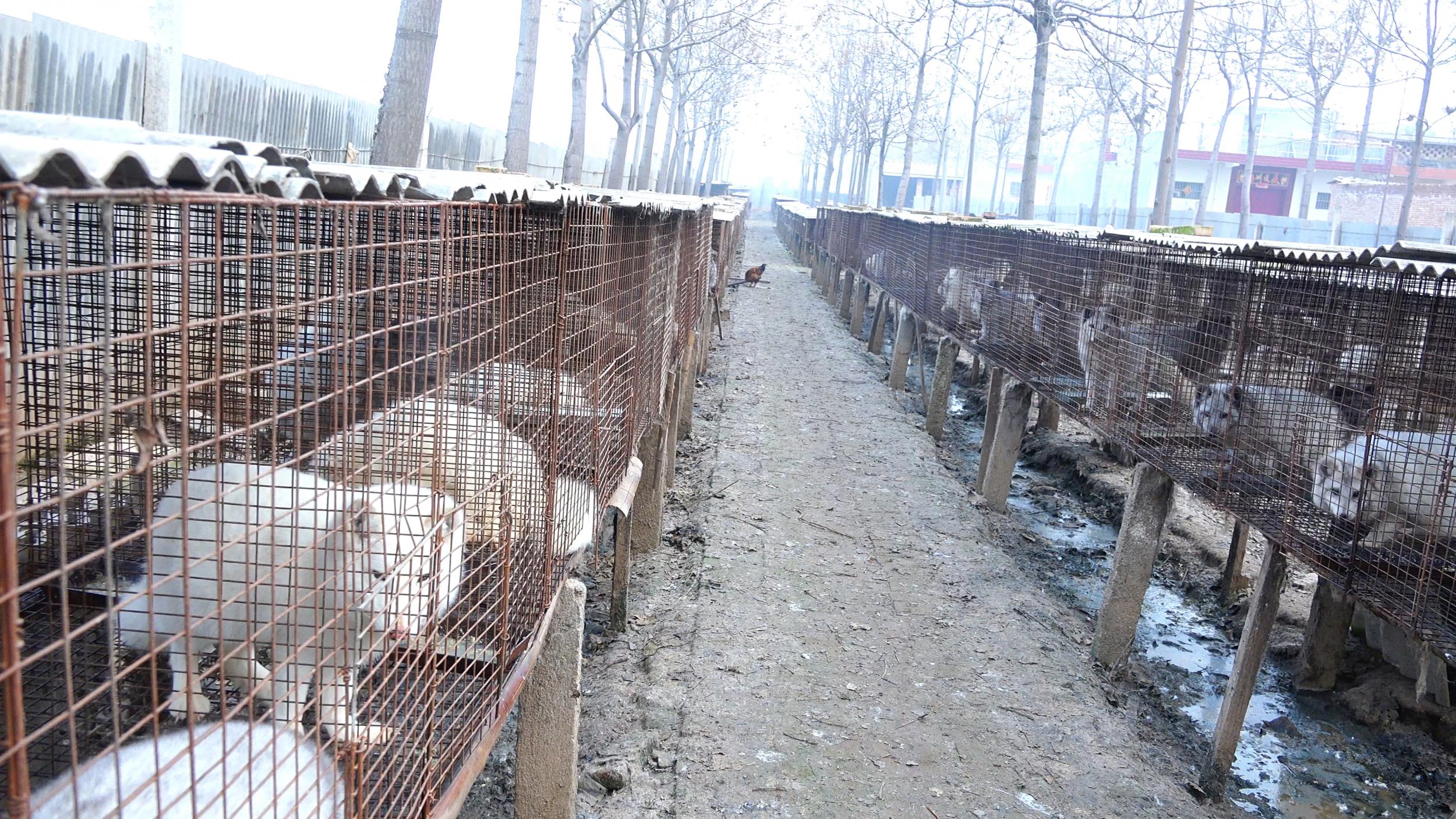 White foxes in cages, bred for their fur in China (HSIUK)