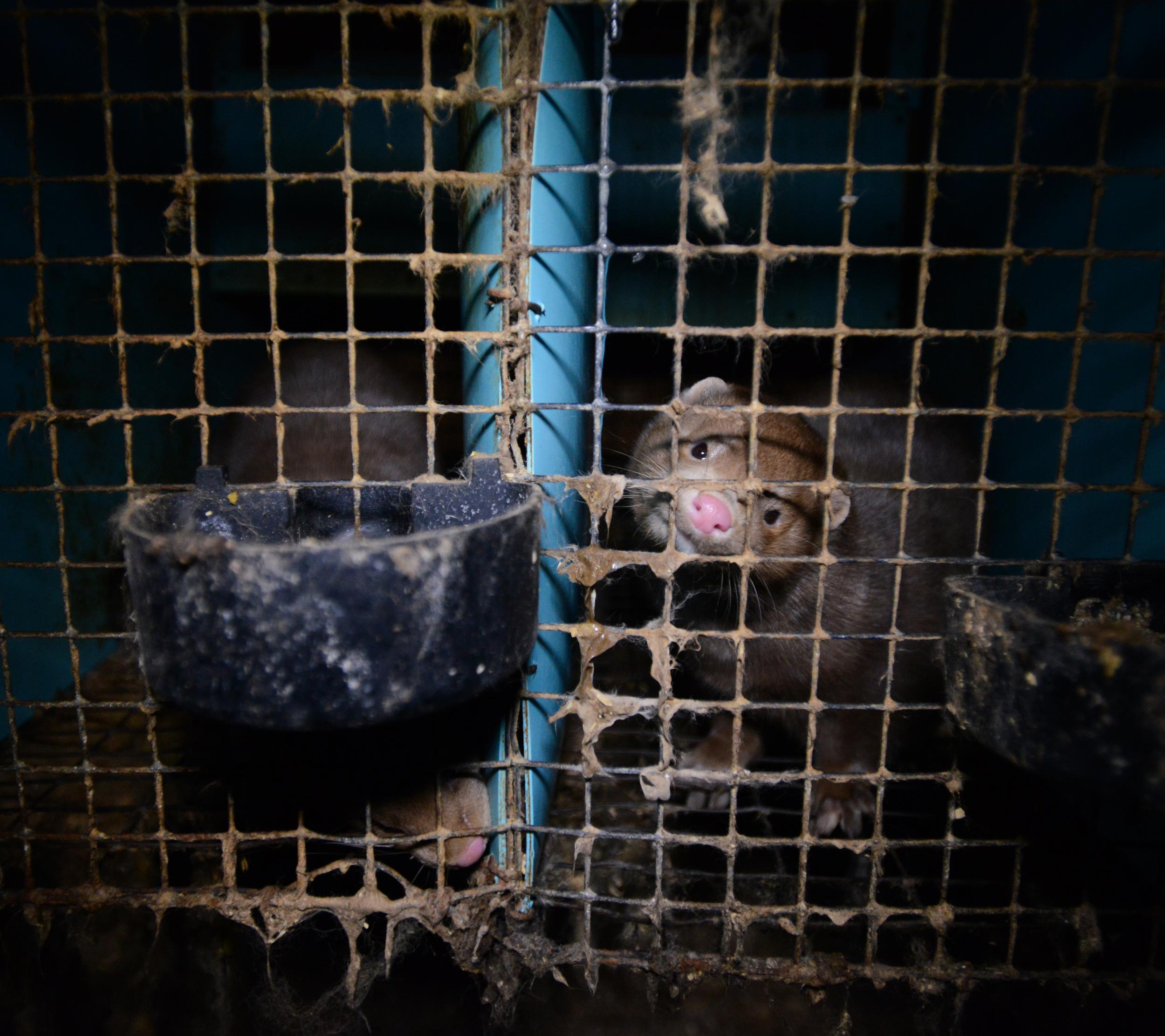 A mink on a Canadian fur farm where the cages have not been cleaned (Jo-Anne McArthur )