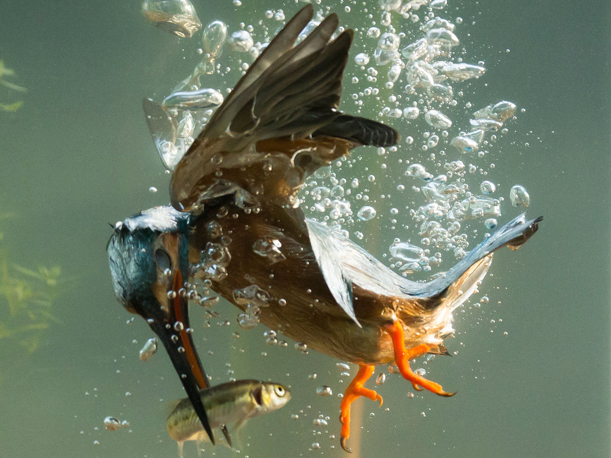 The kingfisher pierces the surface of the water after spotting a fish on the river bed