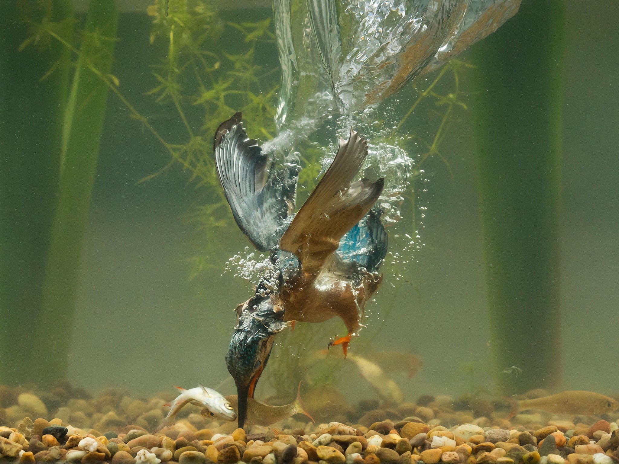 After catching its prey the kingfisher shot back up into the air