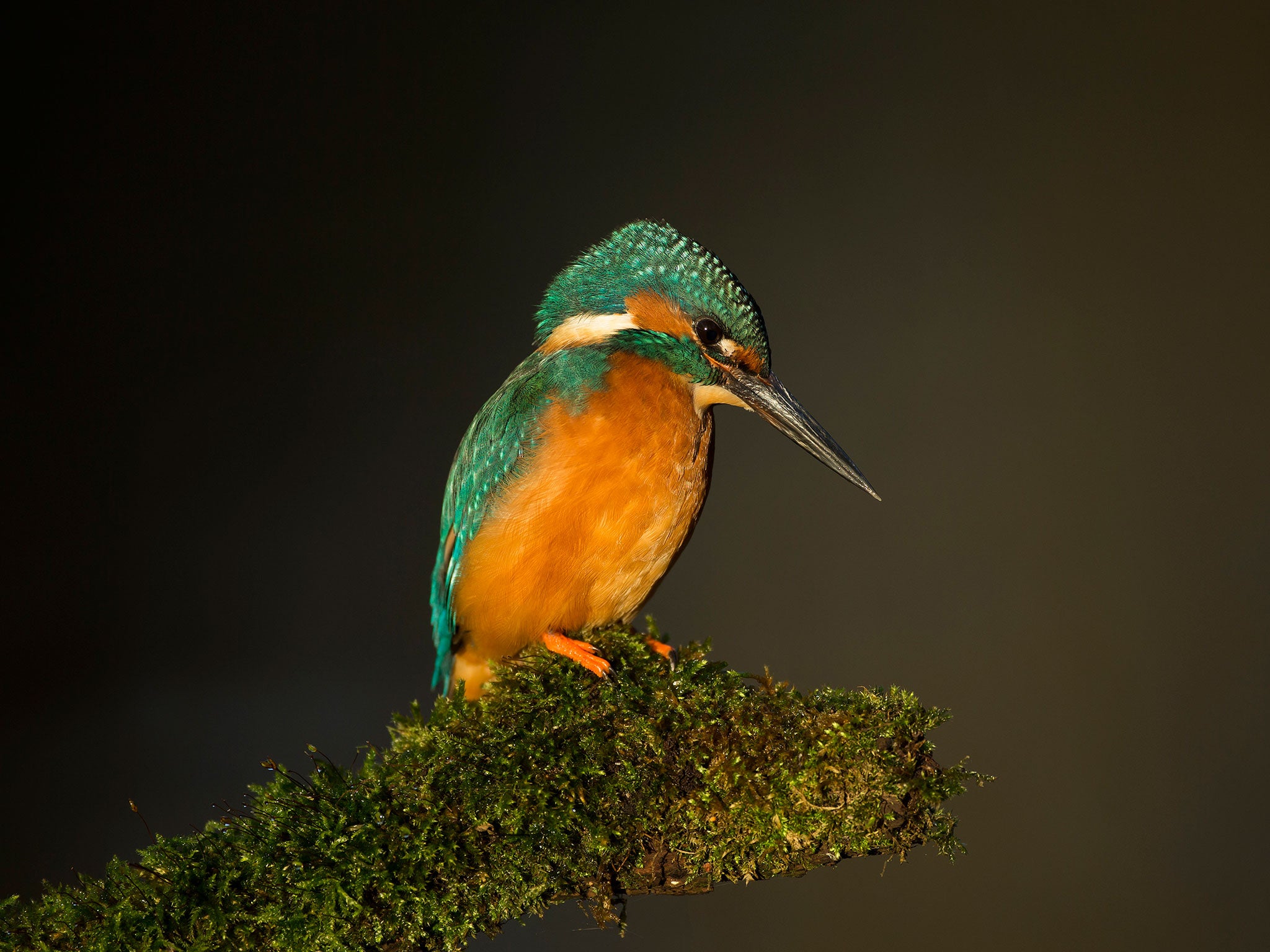 The kingfisher returned to its nest with the freshly-caught fish to feed to its young