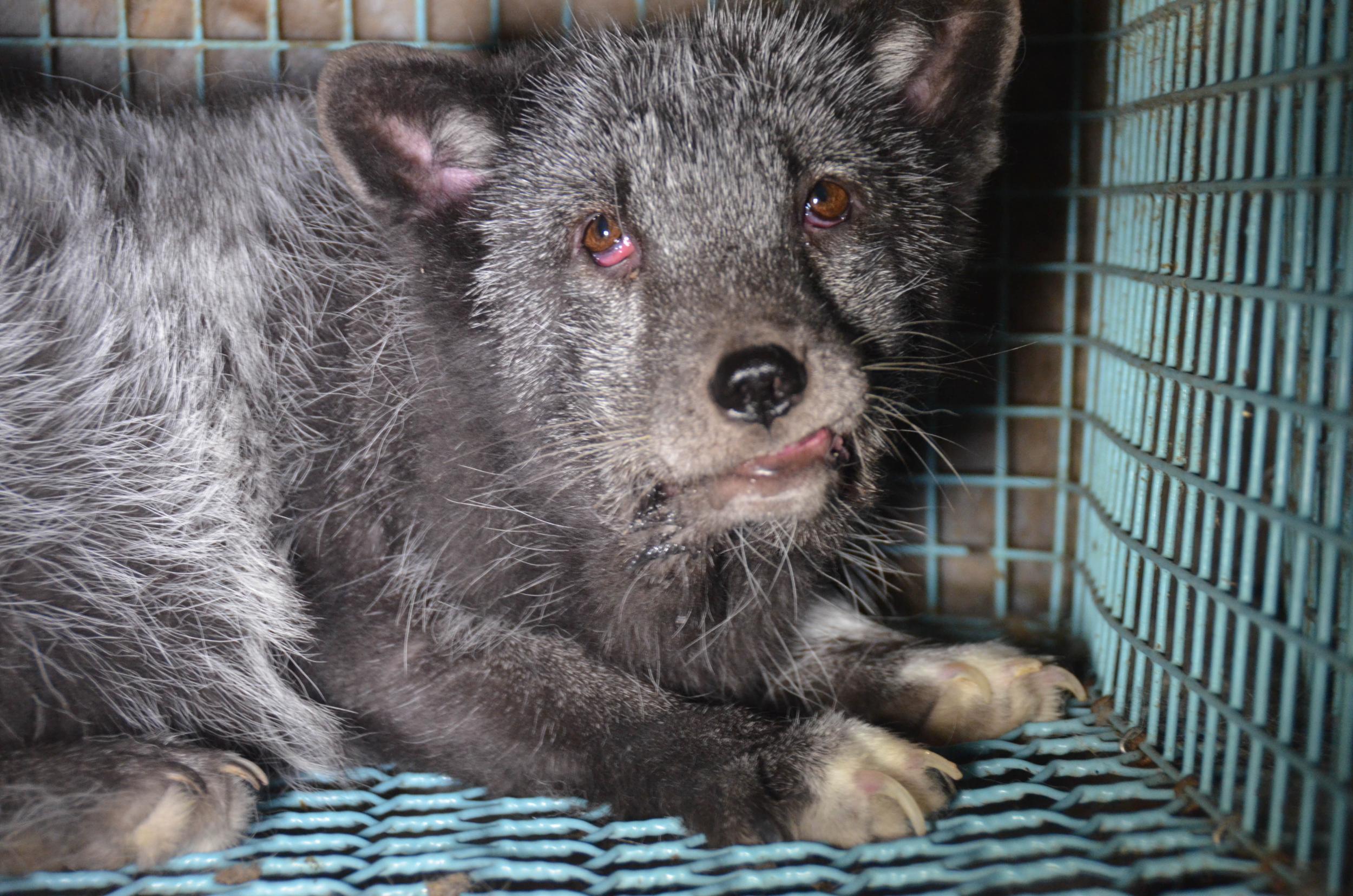 A Norwegian fox appears to have eye infections