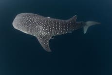 Tonne of endangered whale shark fins discovered on plane to Hong Kong